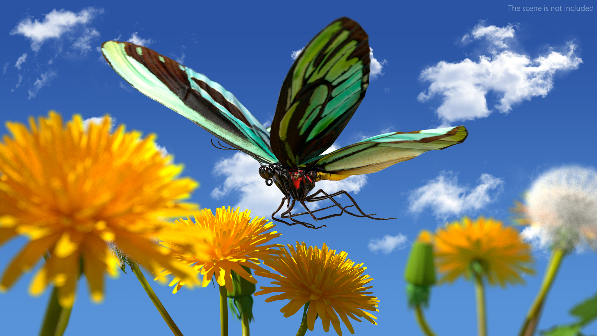 3D Animated Flight Ornithoptera Alexandrae Butterfly Rigged