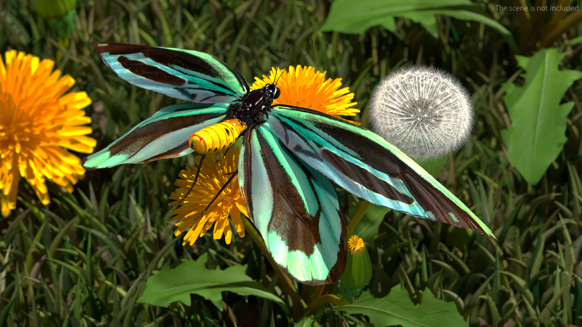 3D Animated Flight Ornithoptera Alexandrae Butterfly Rigged