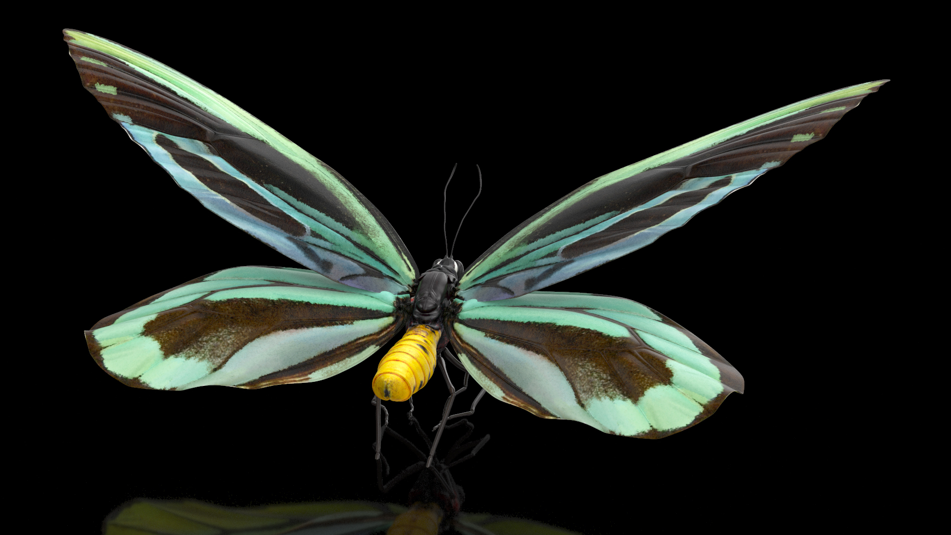 3D Animated Flight Ornithoptera Alexandrae Butterfly Rigged
