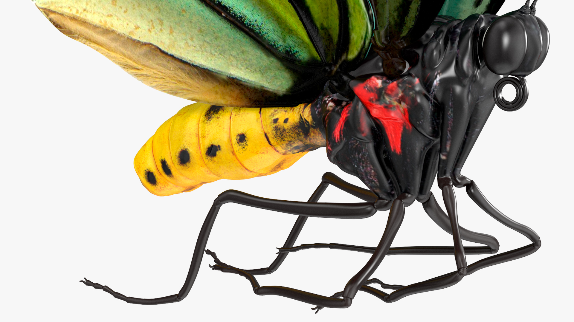 3D Animated Flight Ornithoptera Alexandrae Butterfly Rigged