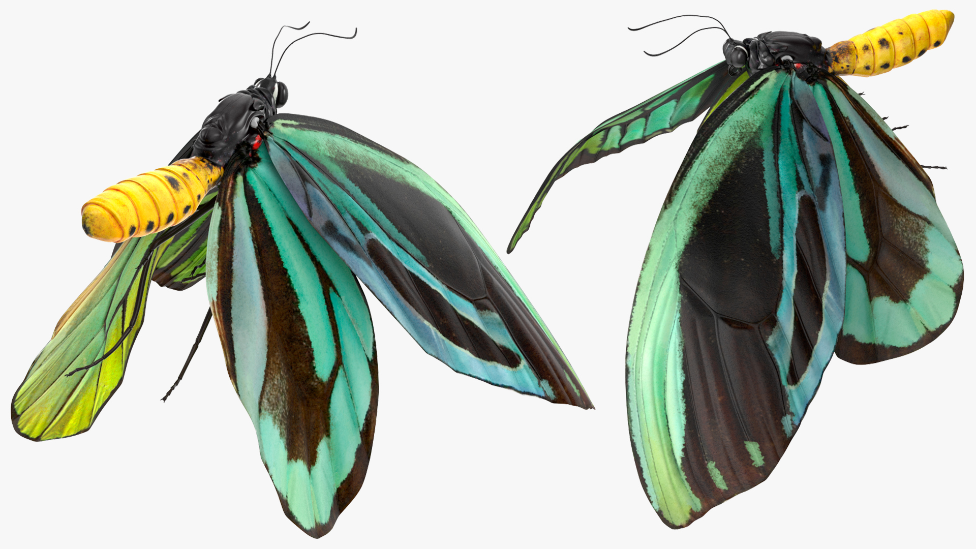 3D Animated Flight Ornithoptera Alexandrae Butterfly Rigged