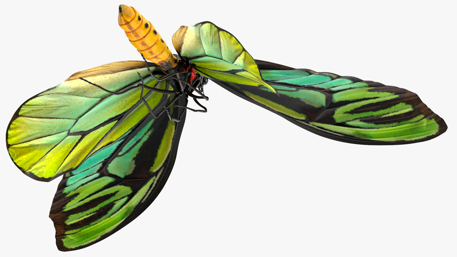 3D Animated Flight Ornithoptera Alexandrae Butterfly Rigged