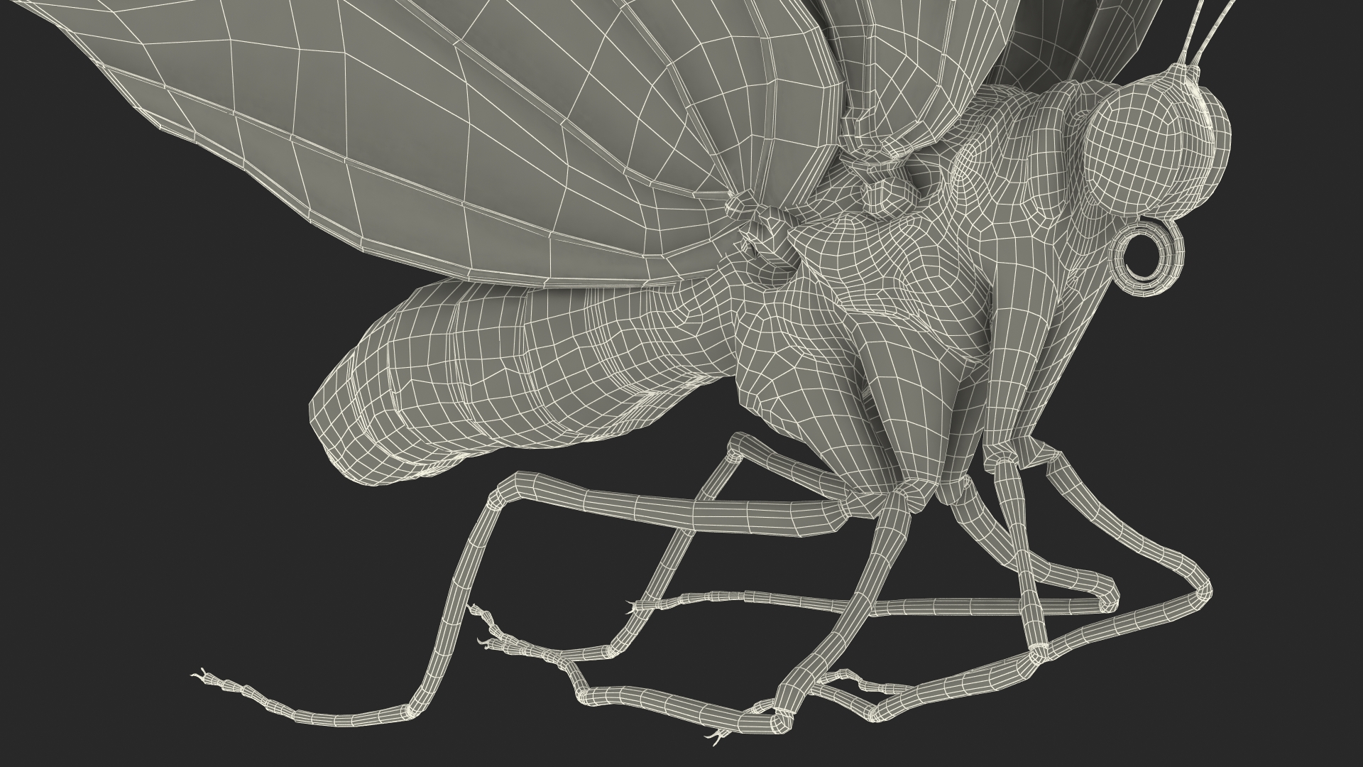 3D Animated Flight Ornithoptera Alexandrae Butterfly Rigged