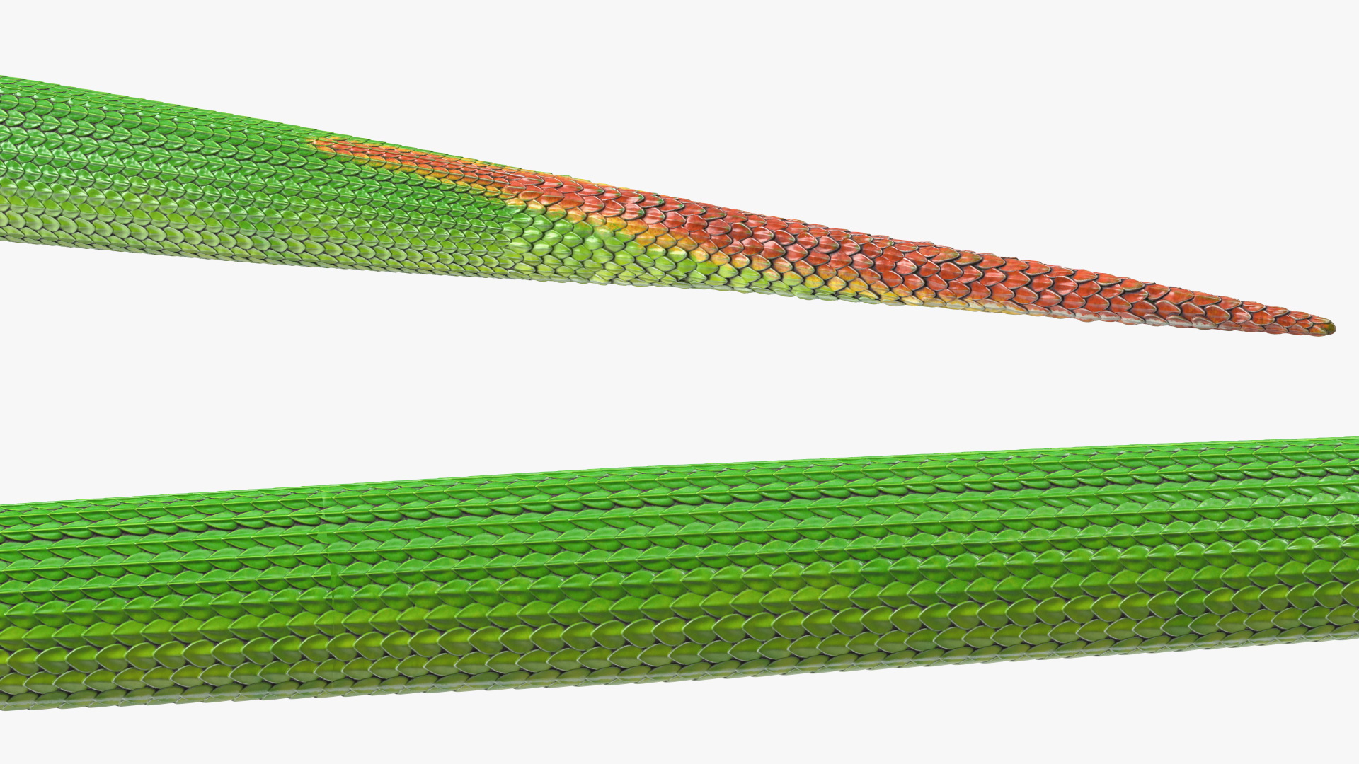 3D Viper Green Trimeresurus Rigged