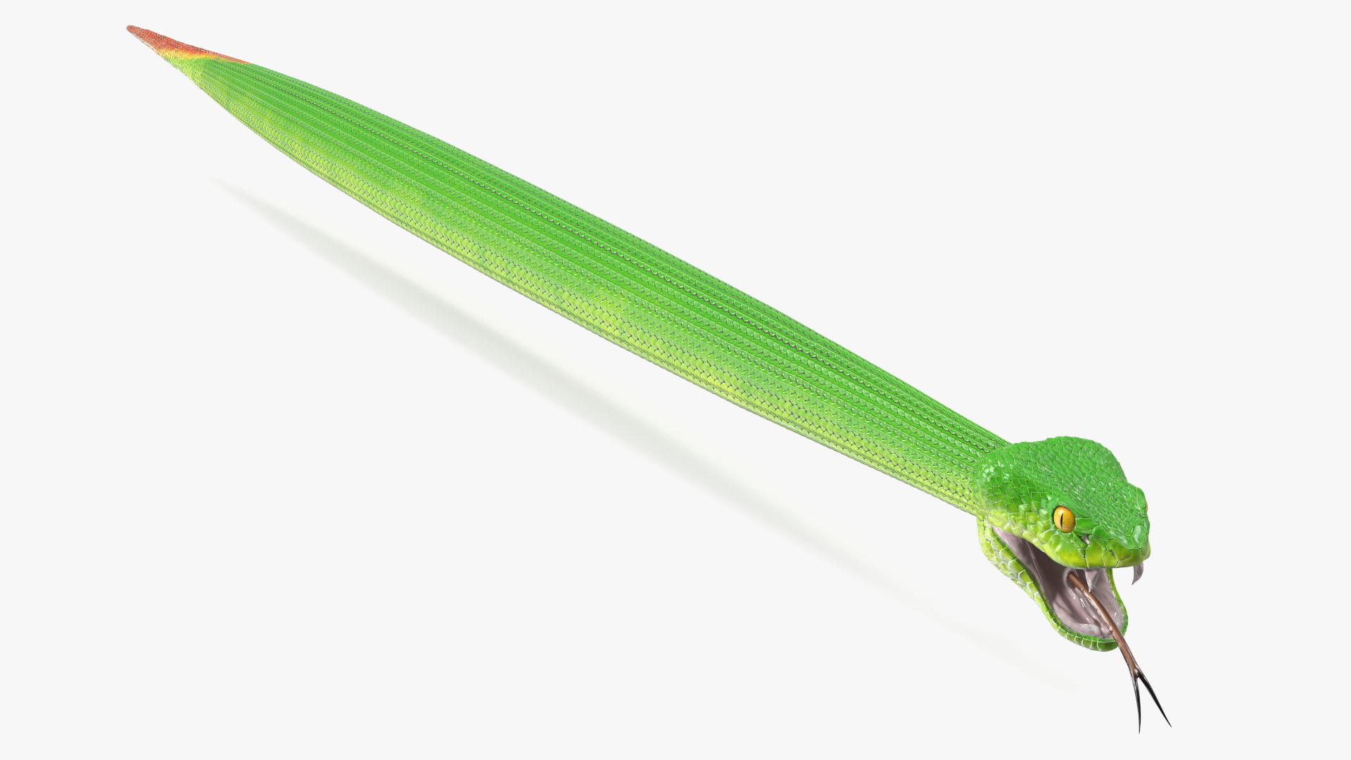 3D Viper Green Trimeresurus Rigged