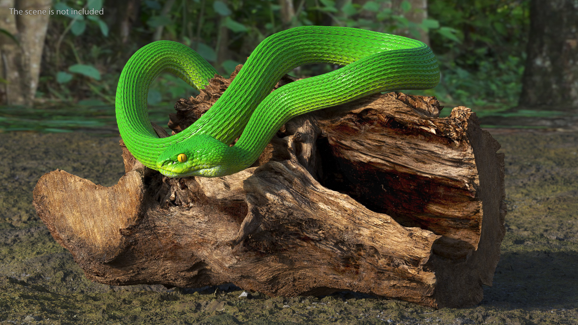 3D Viper Green Trimeresurus Rigged