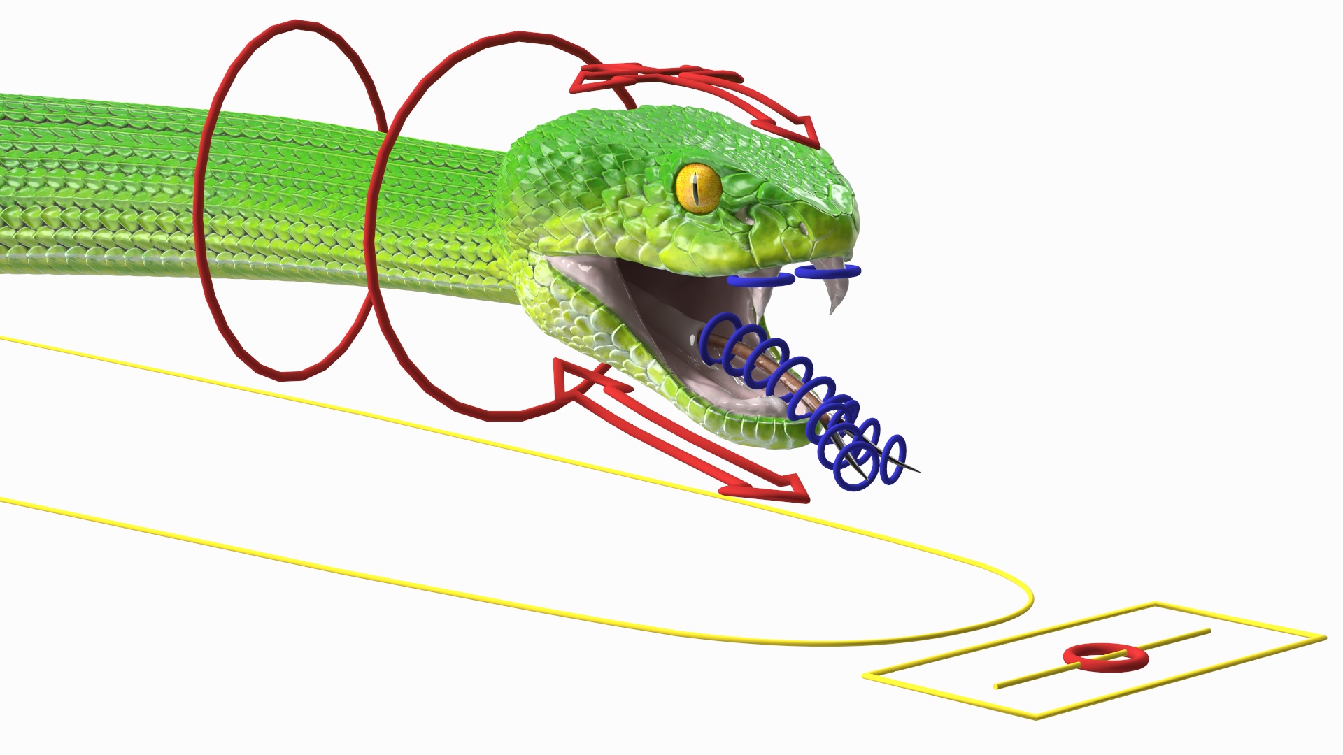 3D Viper Green Trimeresurus Rigged