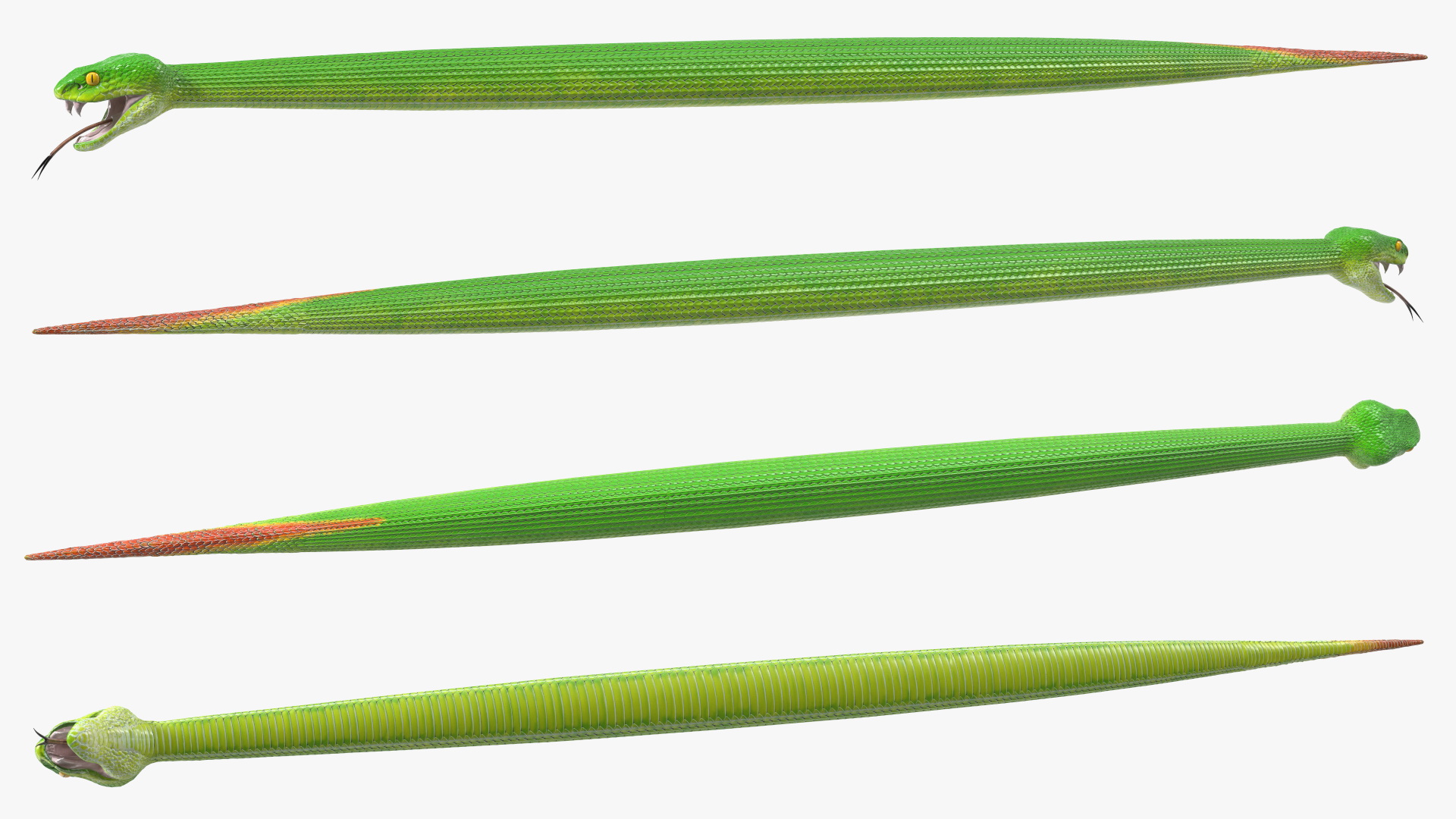 3D Viper Green Trimeresurus Rigged