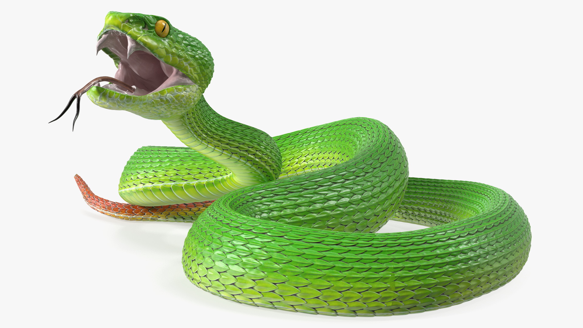 3D Viper Green Trimeresurus Rigged