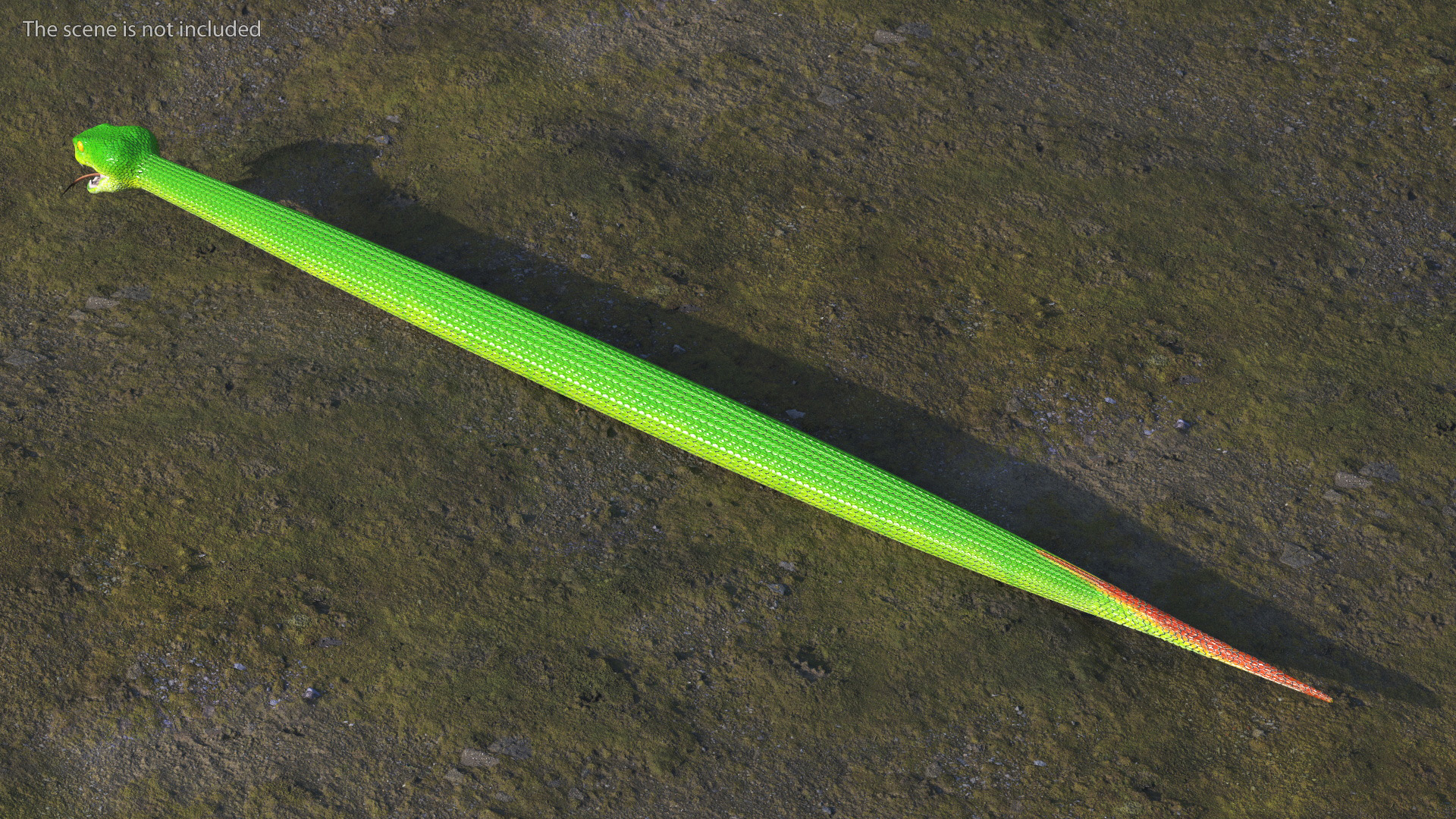 3D Viper Green Trimeresurus Rigged
