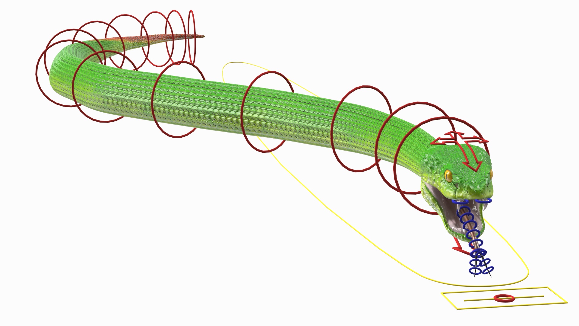 3D Viper Green Trimeresurus Rigged