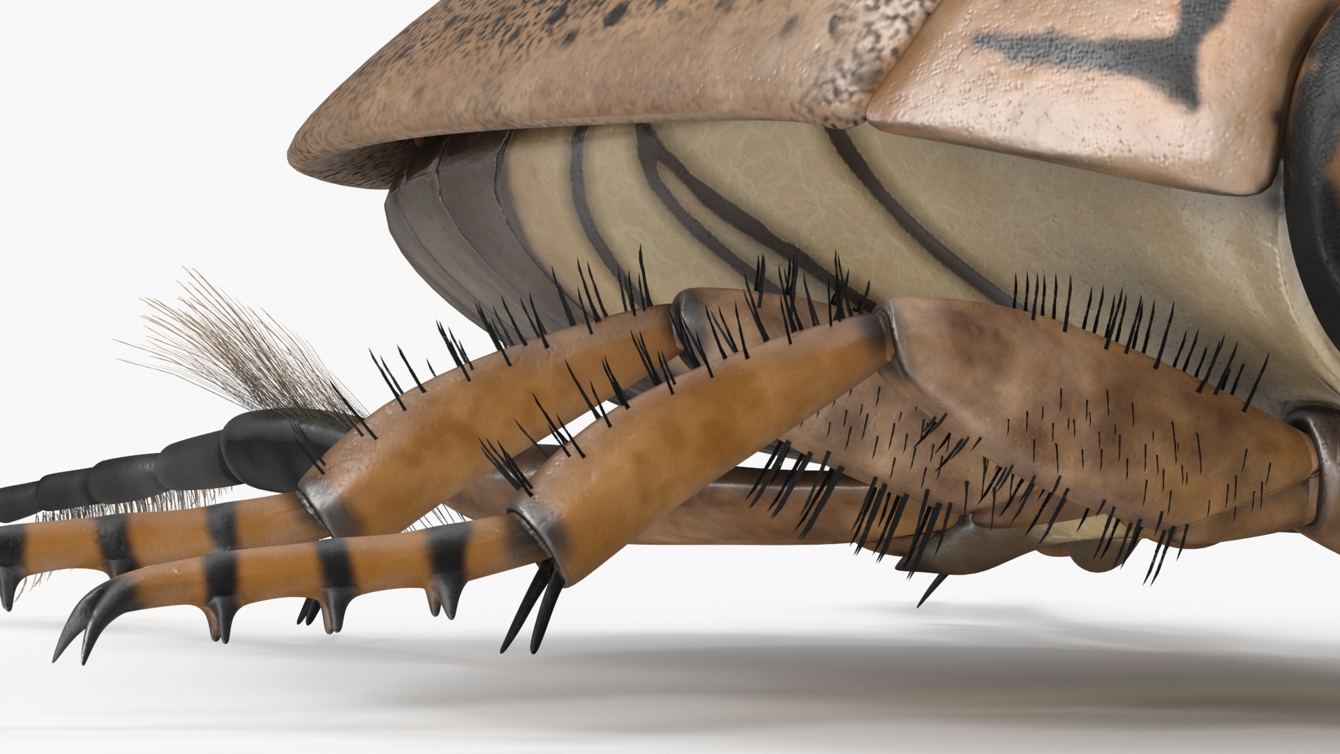 3D Insect Water Beetle Beige Rigged for Maya