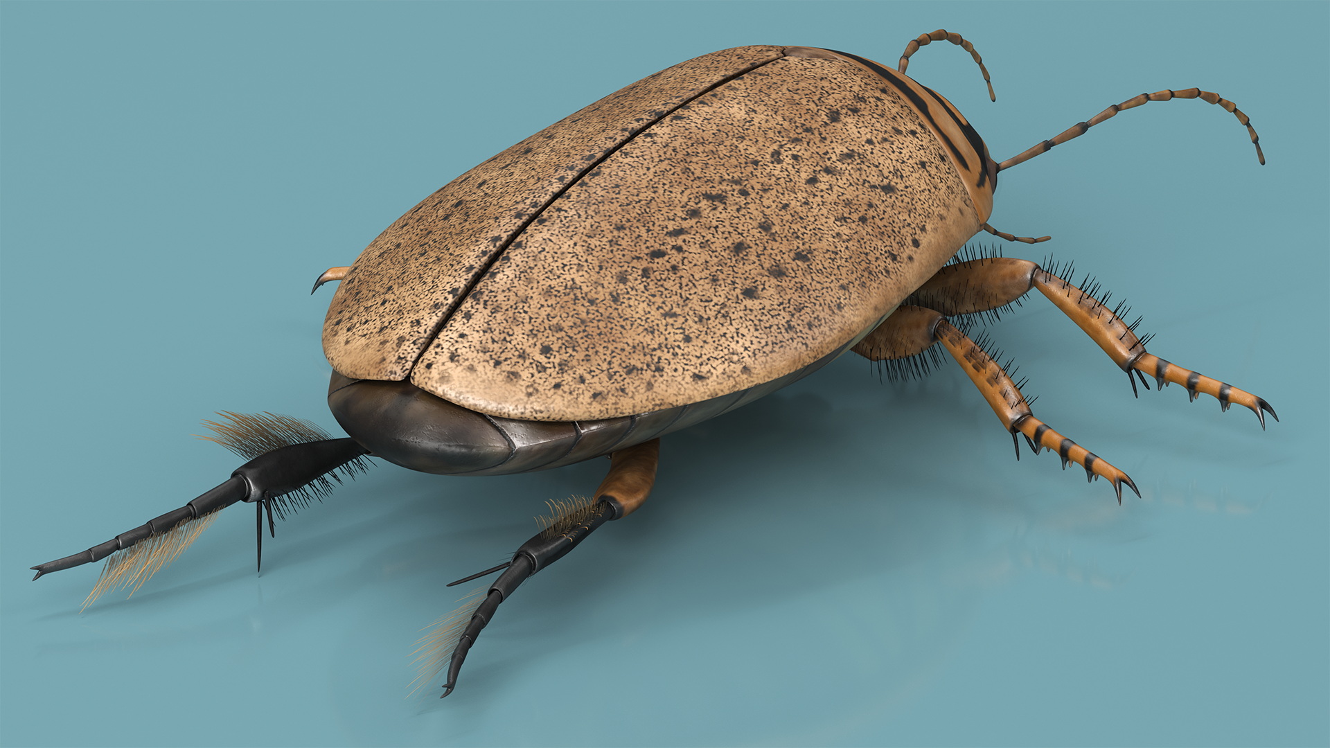 3D Insect Water Beetle Beige Rigged for Maya