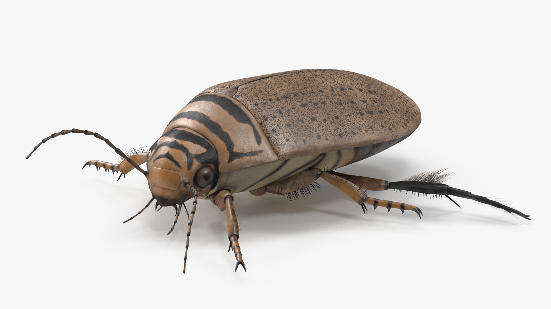 3D Insect Water Beetle Beige Rigged for Maya