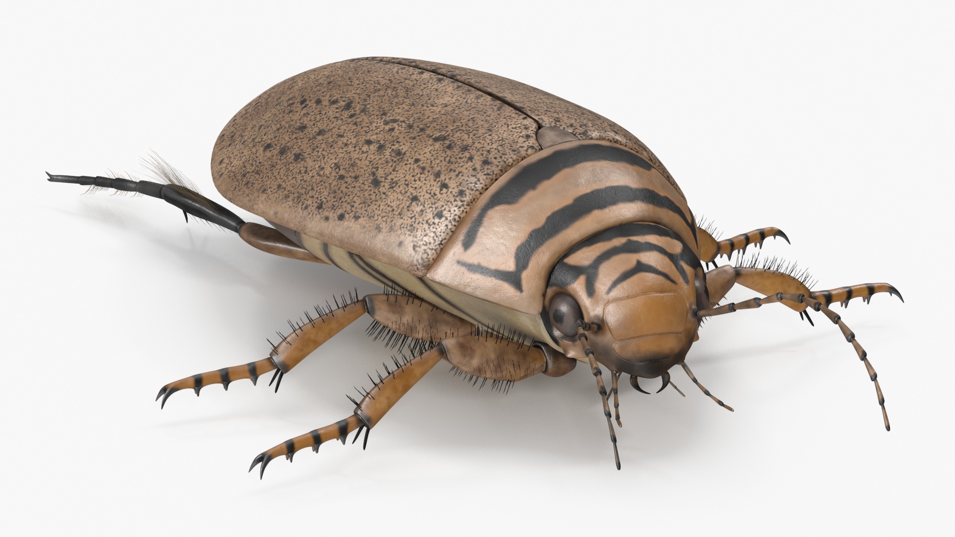 3D Insect Water Beetle Beige Rigged for Maya