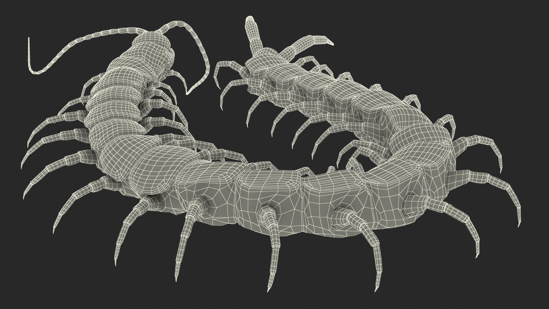 Red Scolopendra Subspinipes 3D