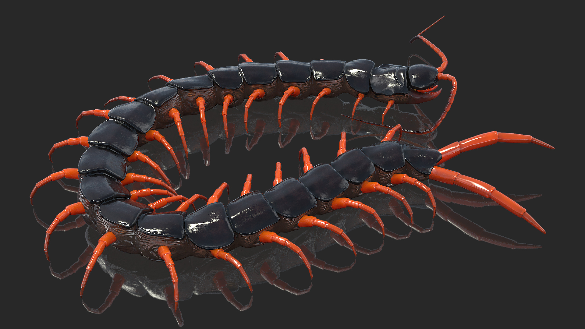 Red Scolopendra Subspinipes 3D
