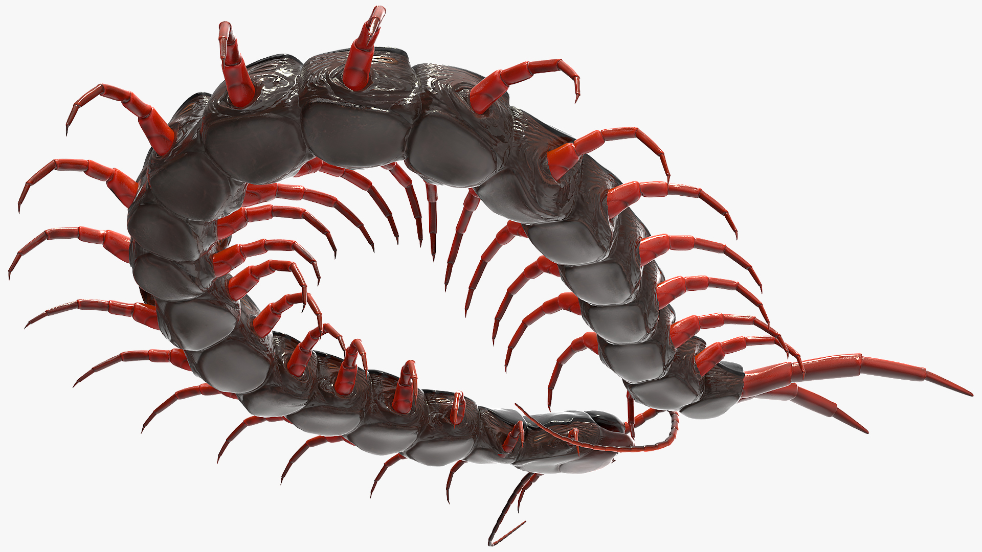 Red Scolopendra Subspinipes 3D