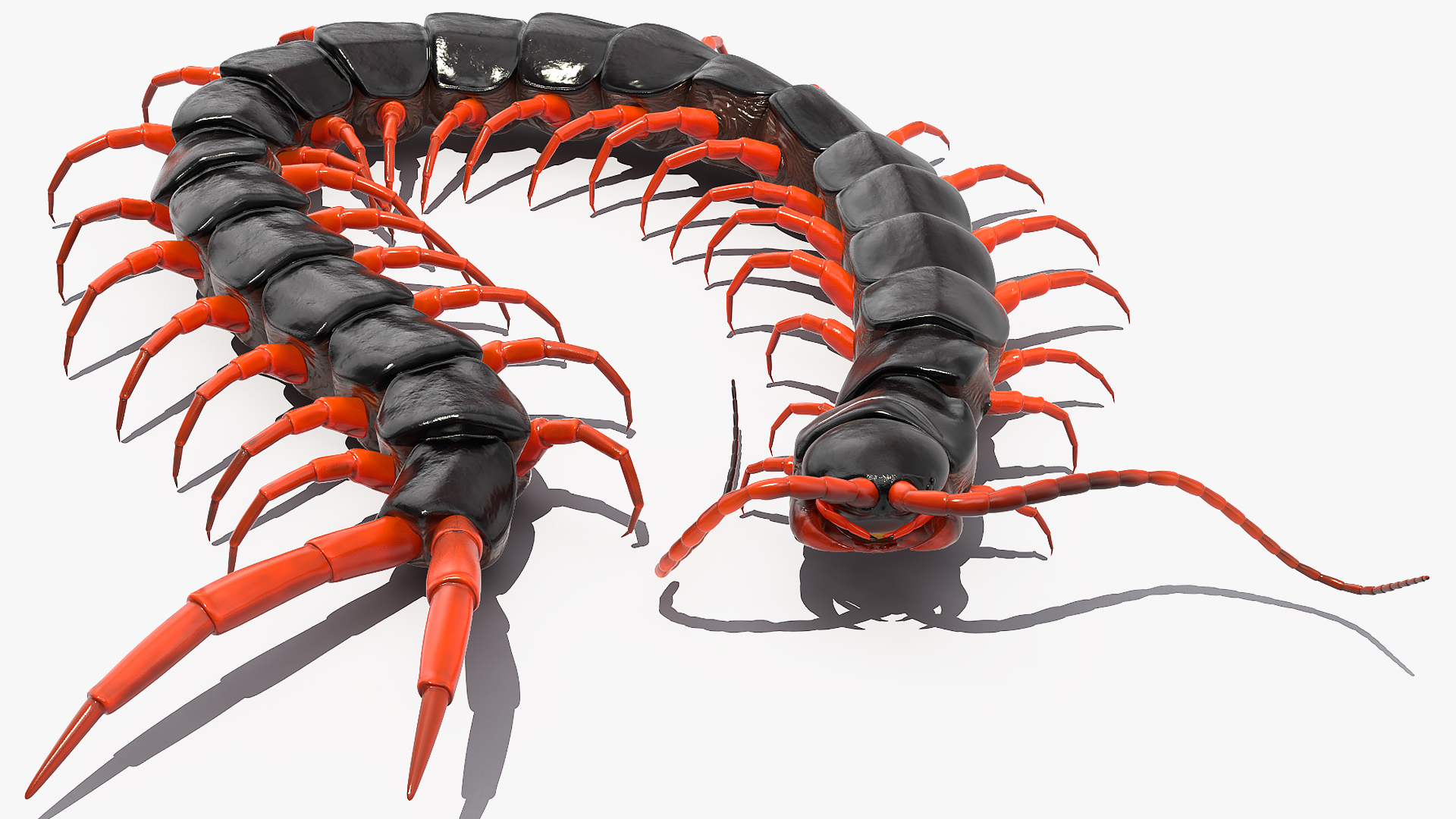 Red Scolopendra Subspinipes 3D