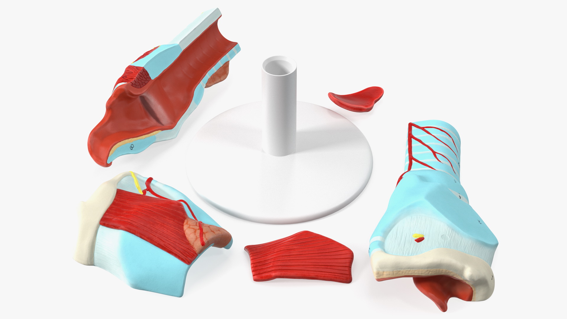 3D Disassembled Medical Model of Larynx