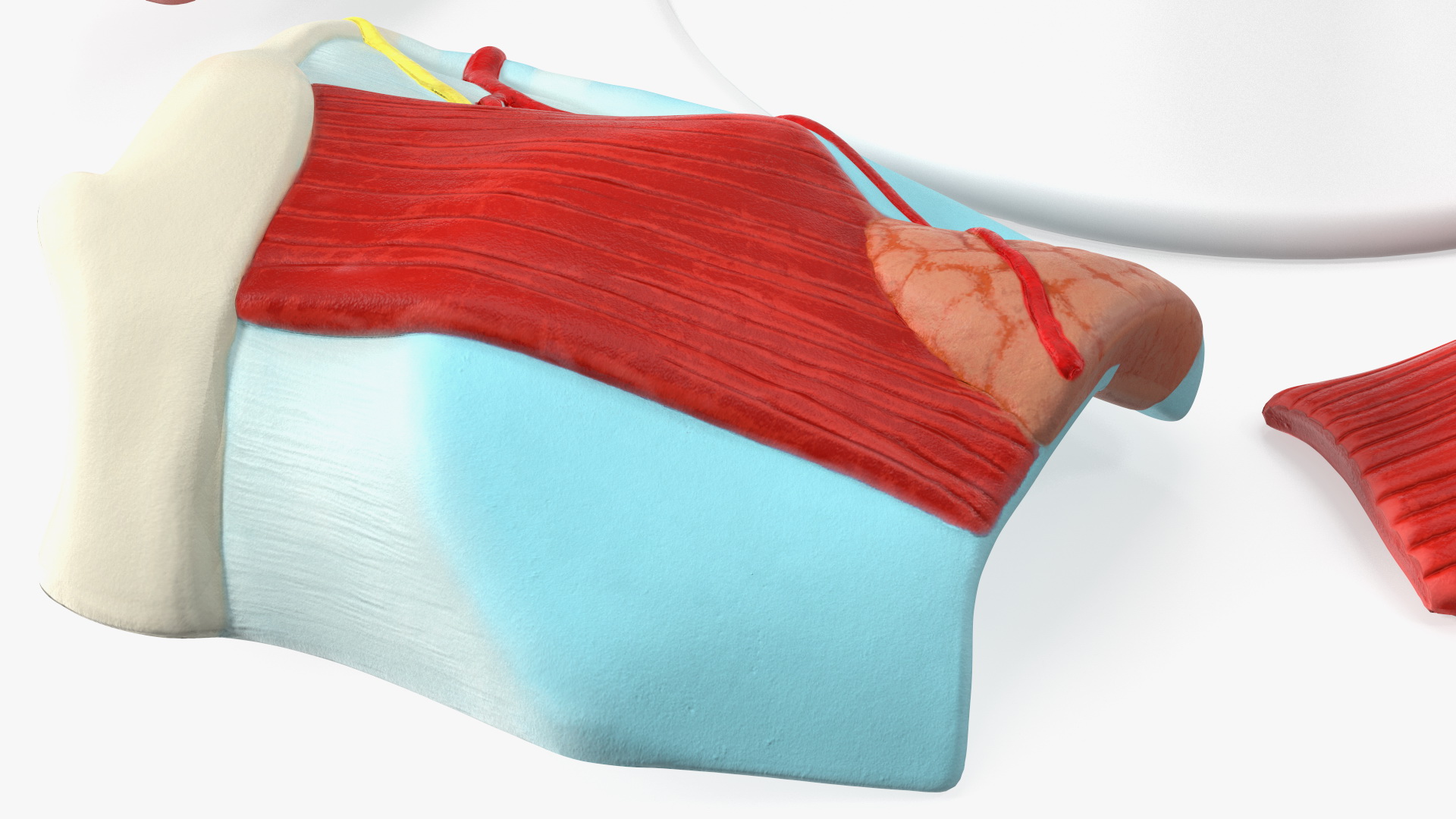 3D Disassembled Medical Model of Larynx