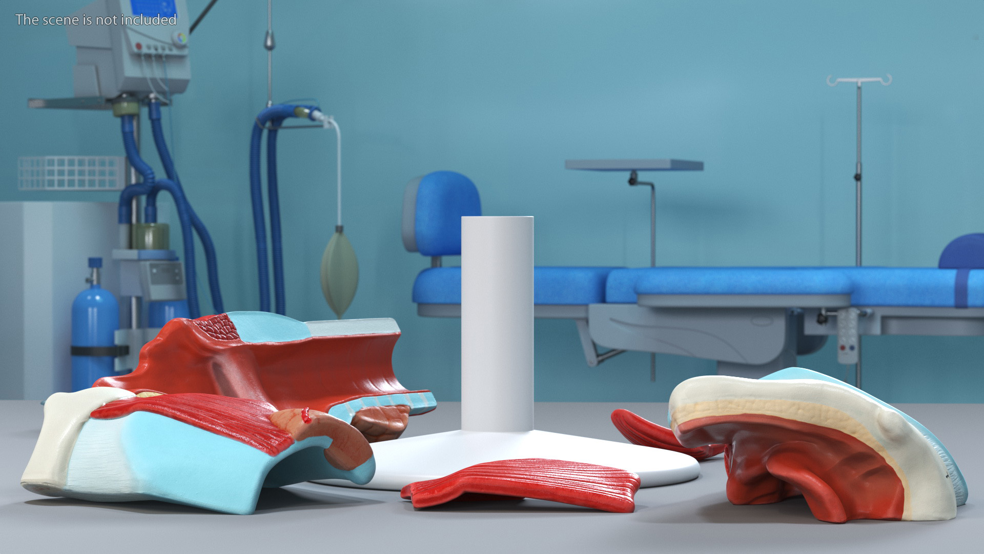 3D Disassembled Medical Model of Larynx