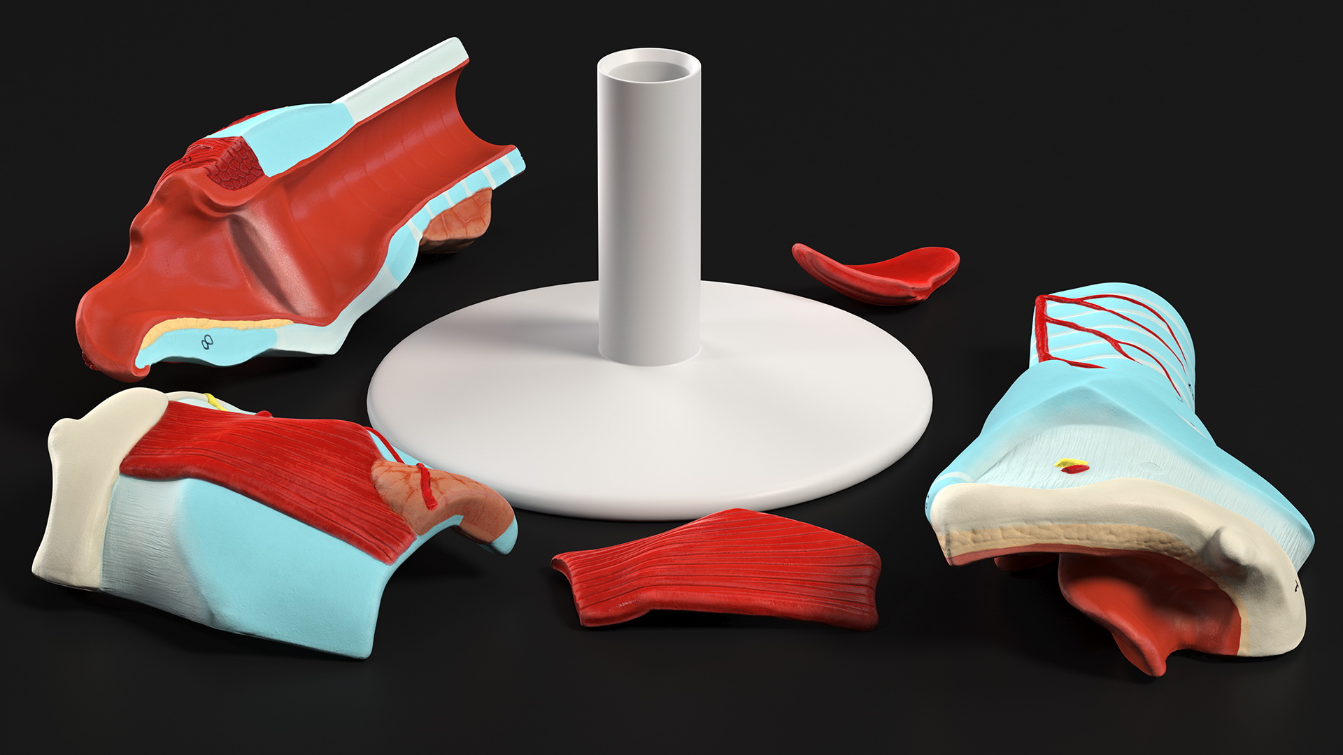 3D Disassembled Medical Model of Larynx
