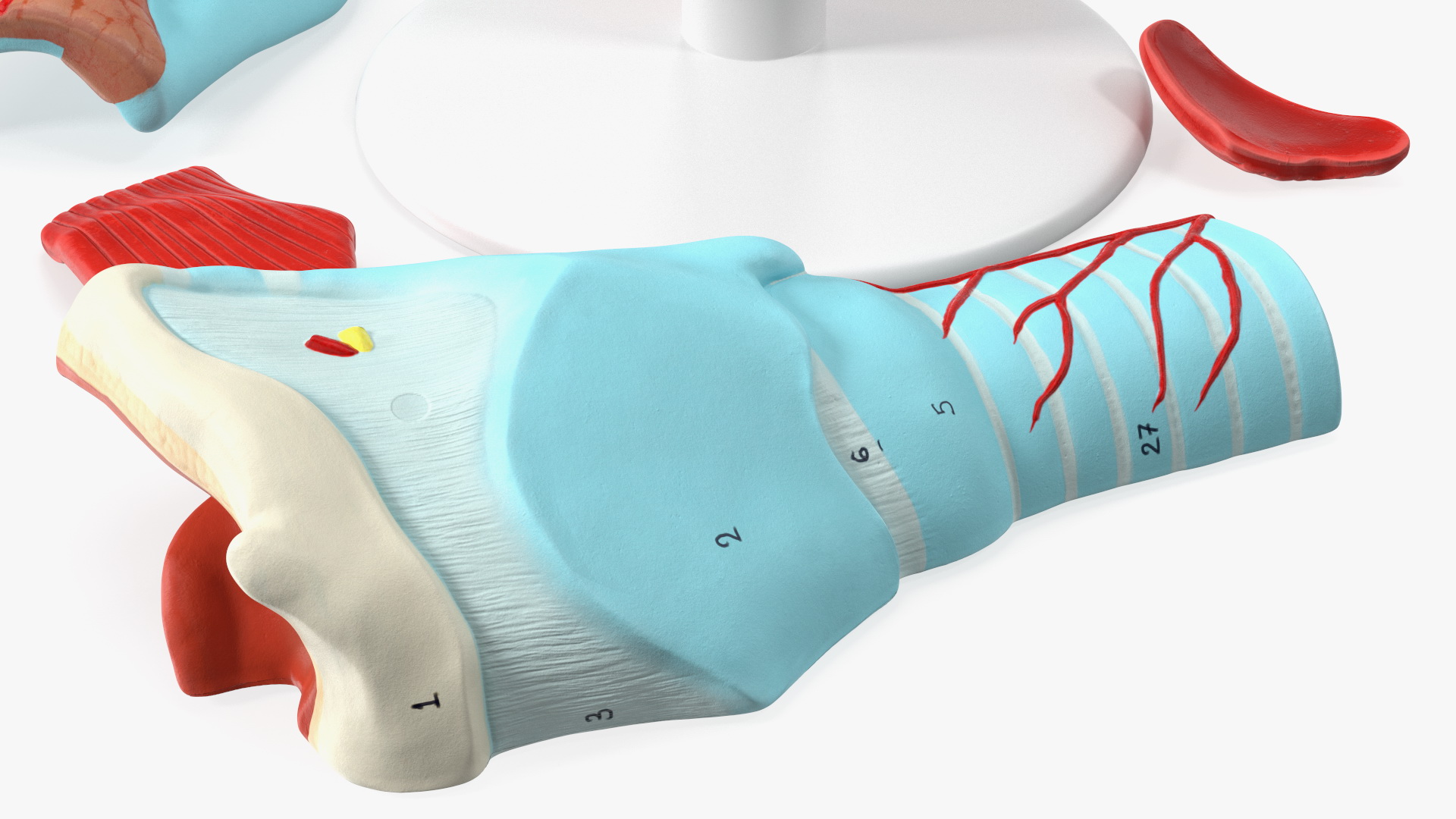 3D Disassembled Medical Model of Larynx