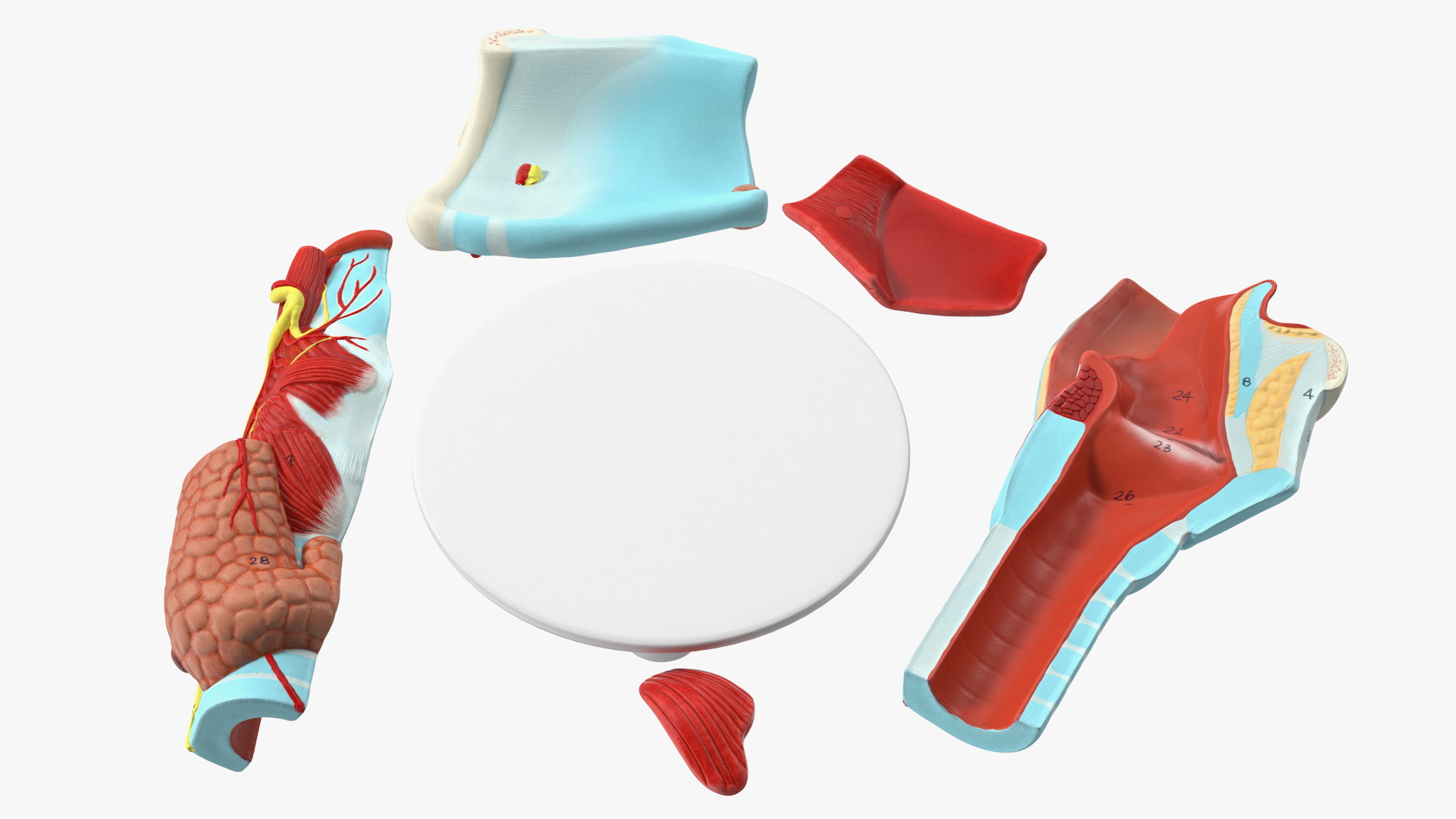 3D Disassembled Medical Model of Larynx