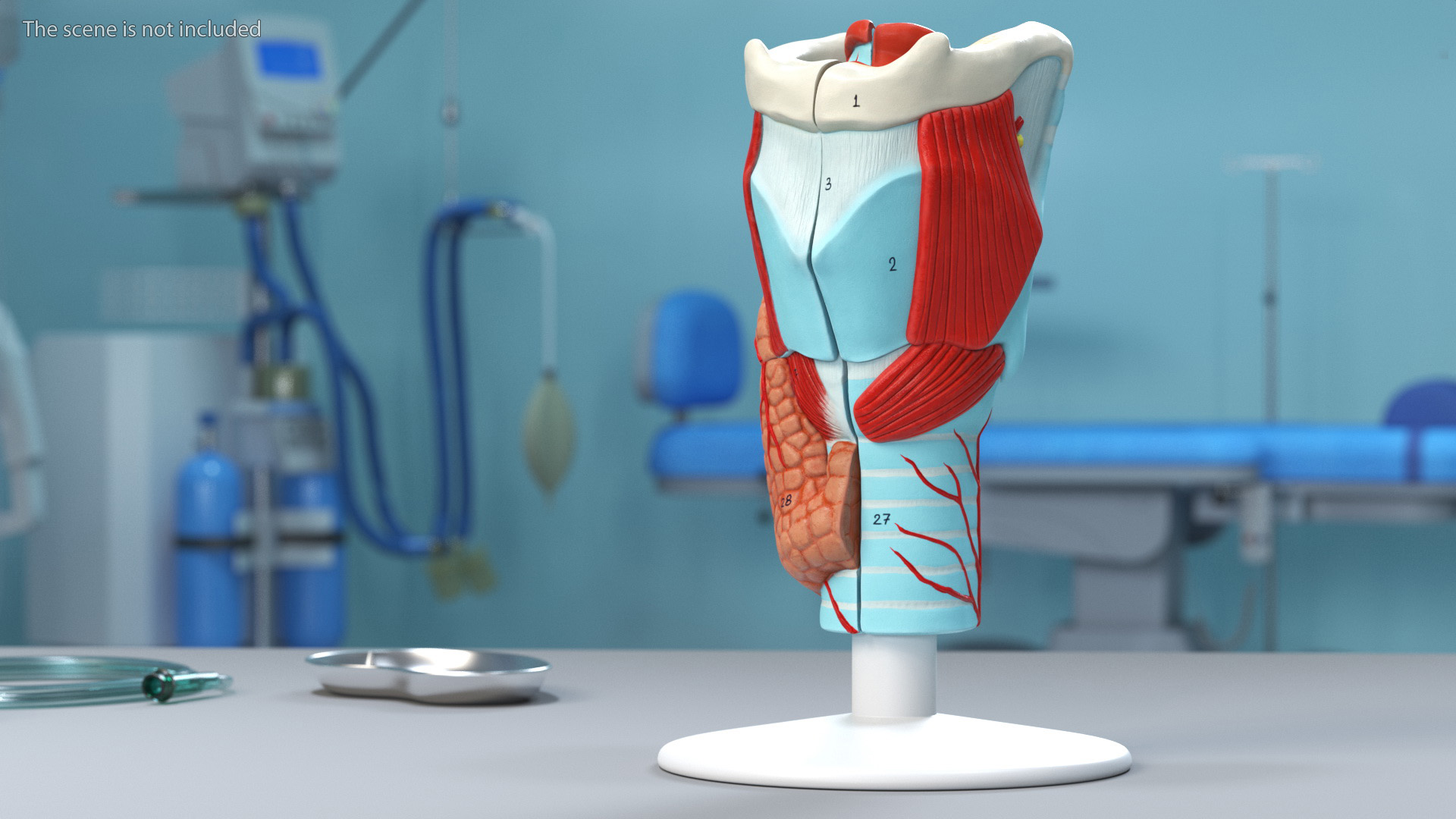 3D Disassembled Medical Model of Larynx