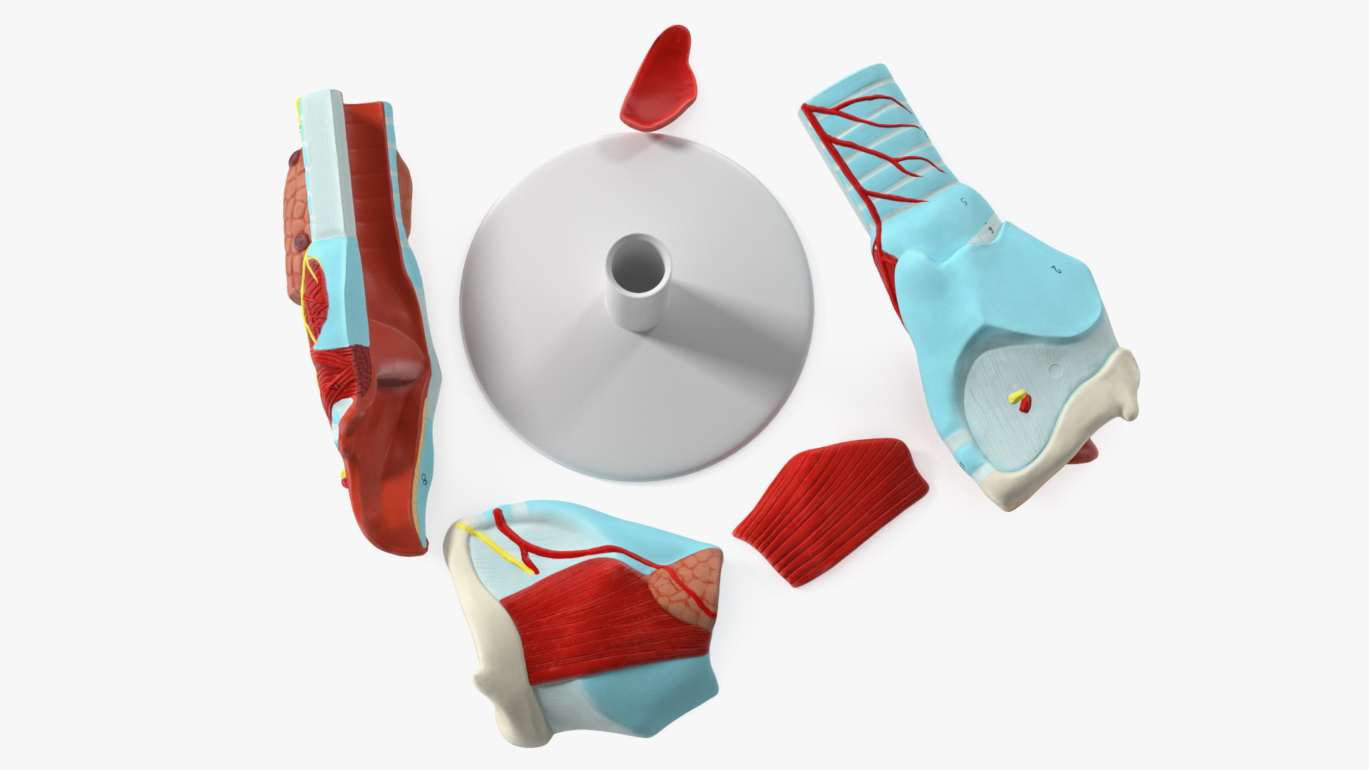 3D Disassembled Medical Model of Larynx