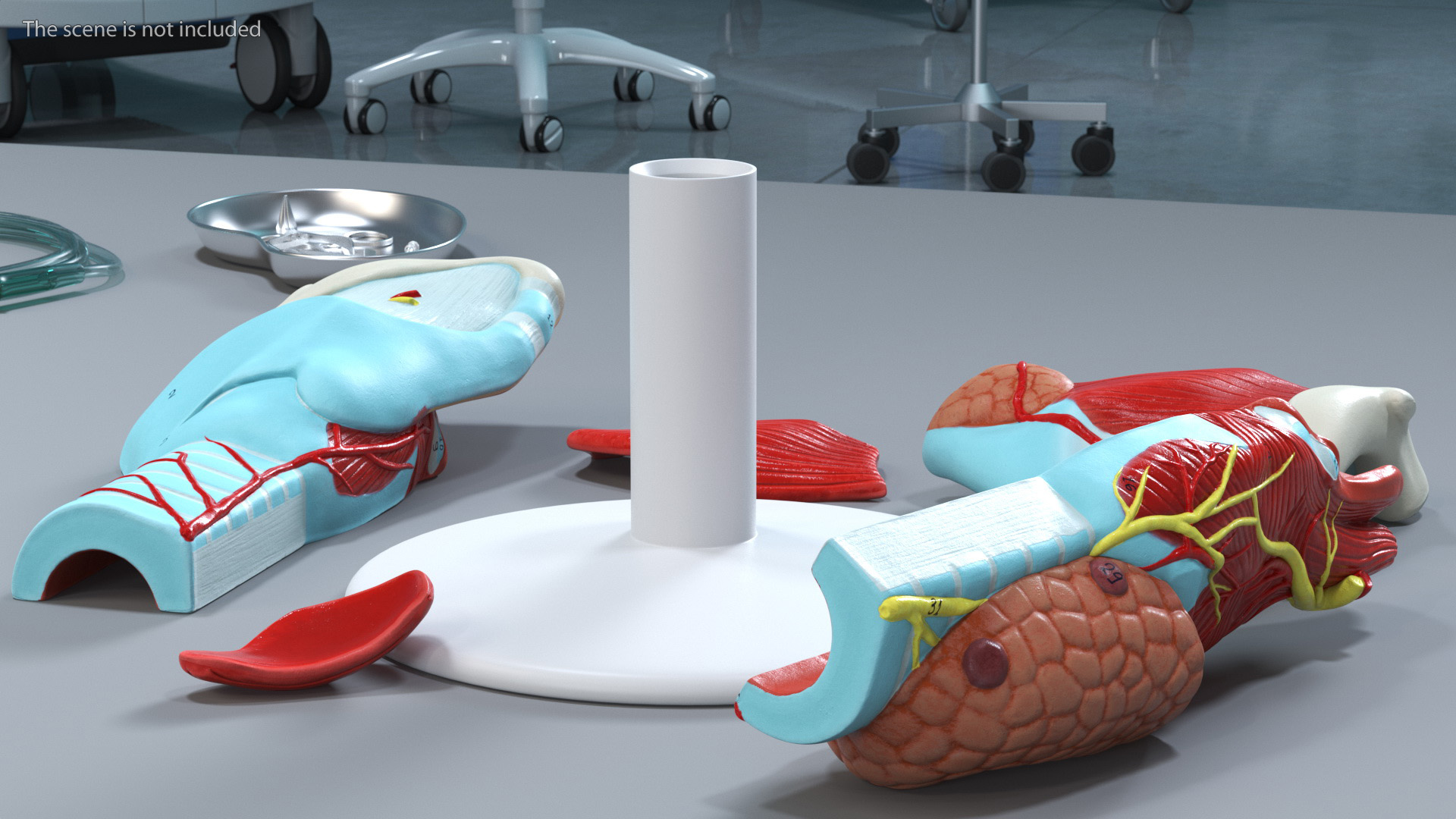 3D Disassembled Medical Model of Larynx