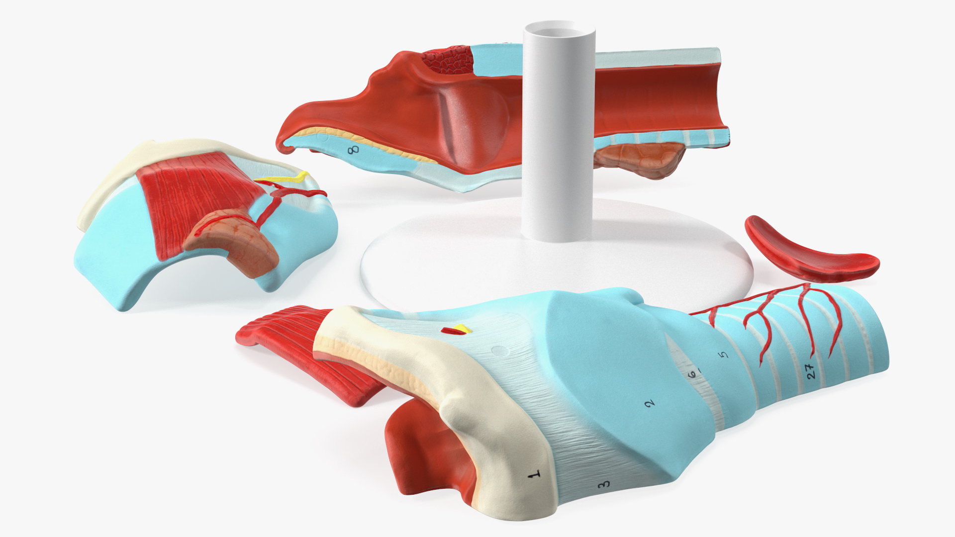 3D Disassembled Medical Model of Larynx