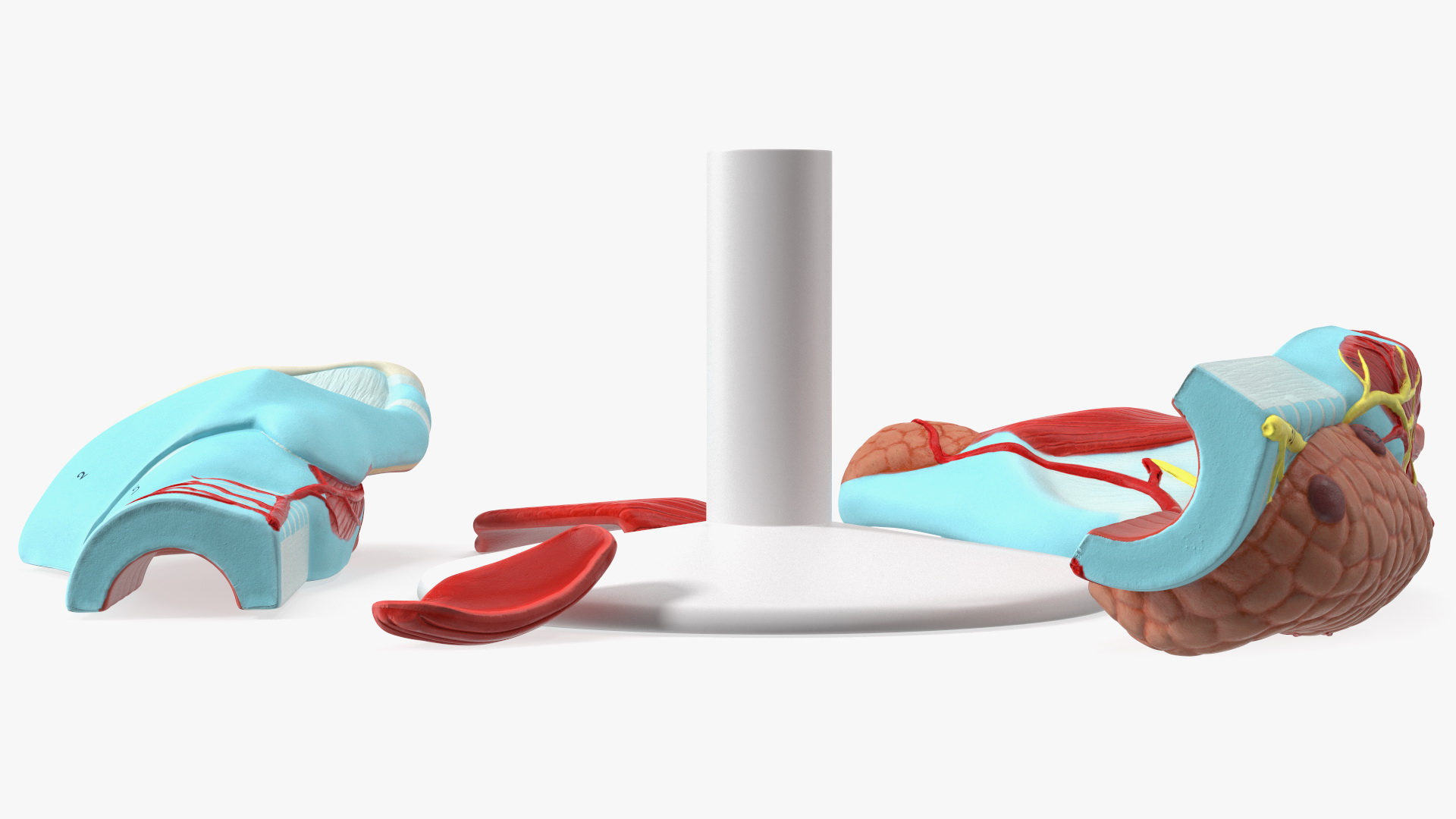3D Disassembled Medical Model of Larynx