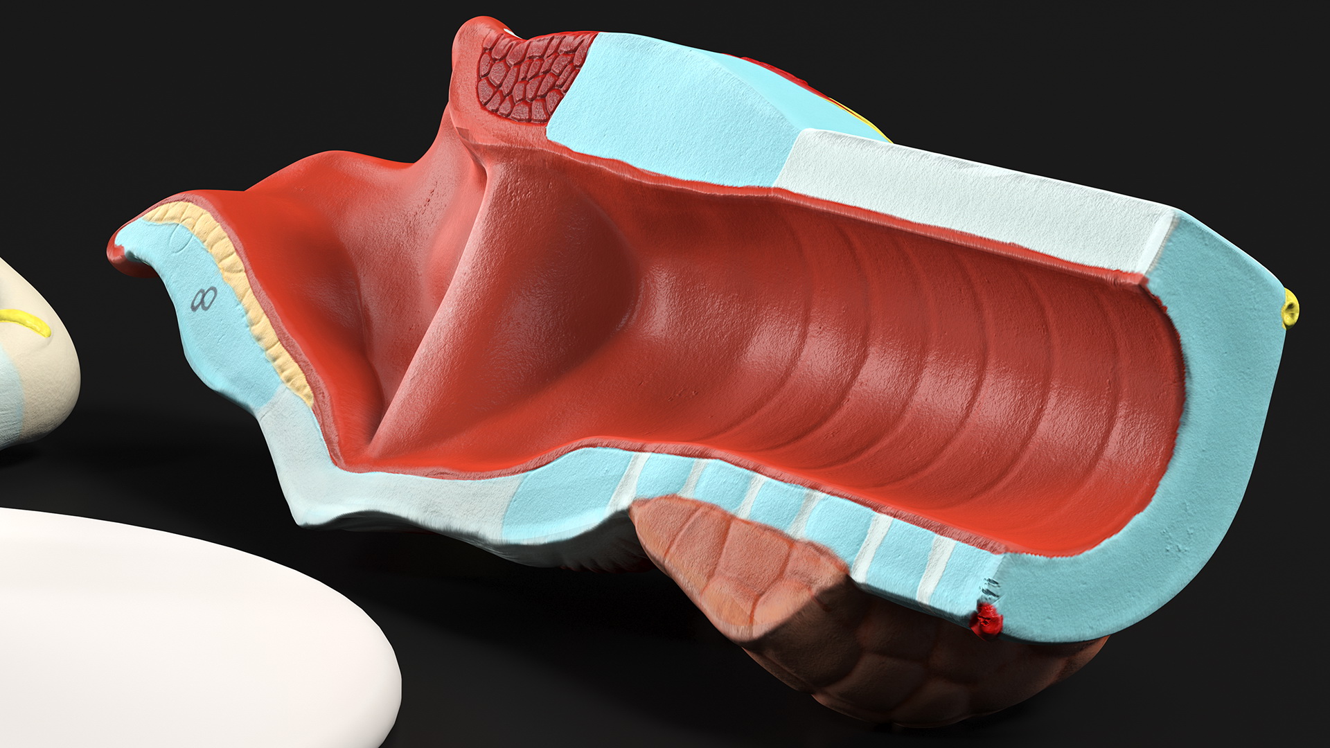 3D Disassembled Medical Model of Larynx