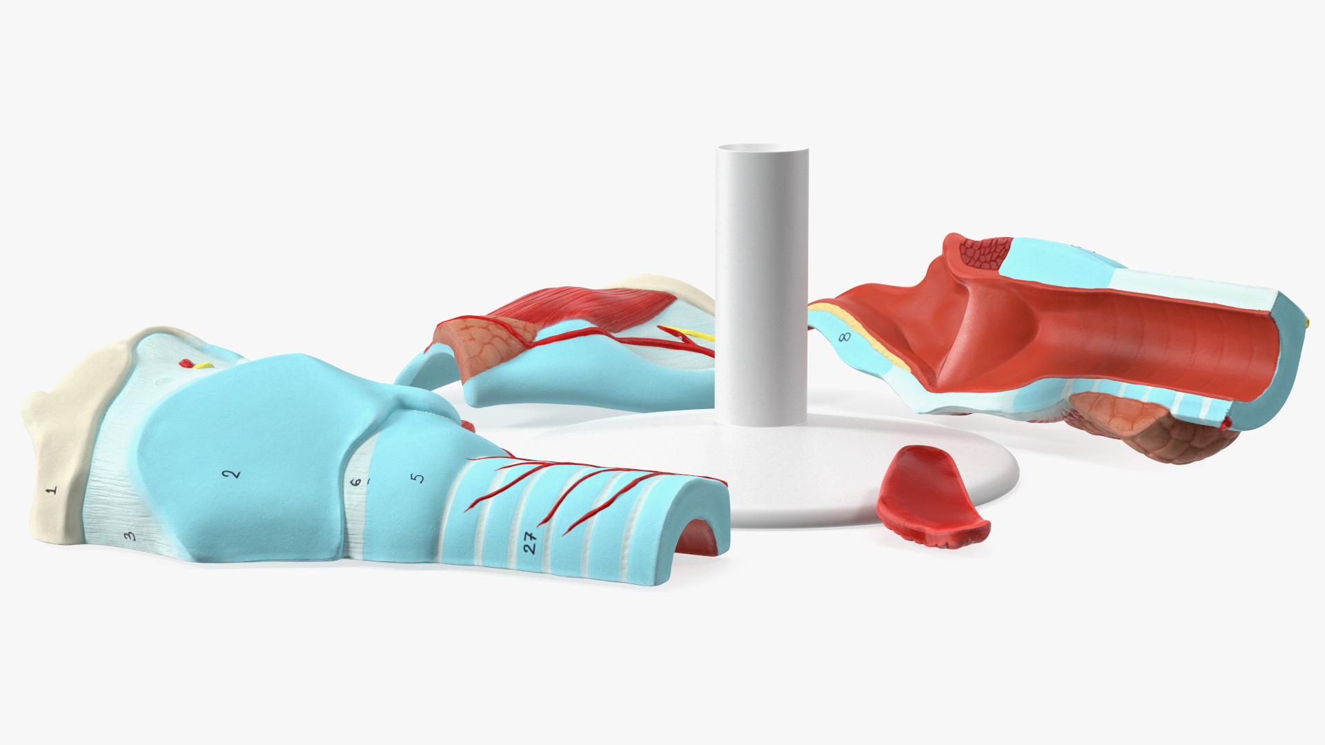 3D Disassembled Medical Model of Larynx