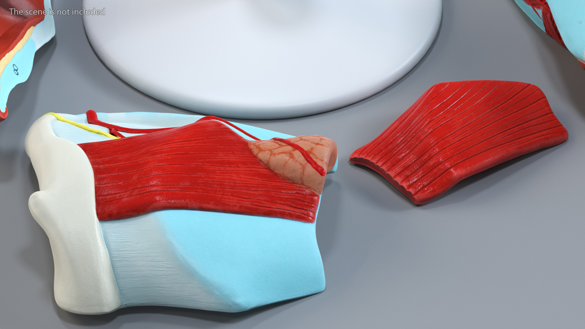 3D Disassembled Medical Model of Larynx