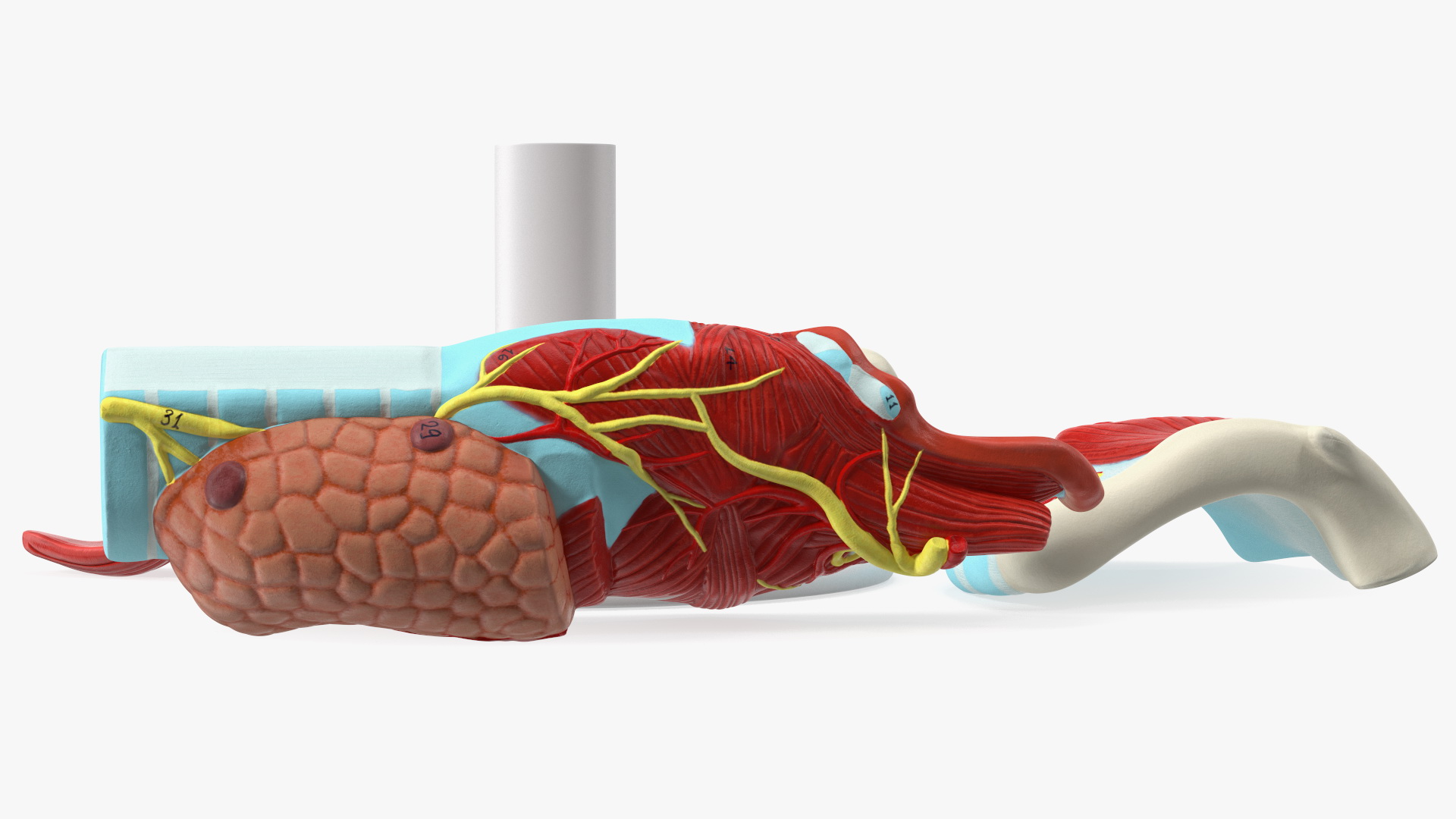 3D Disassembled Medical Model of Larynx