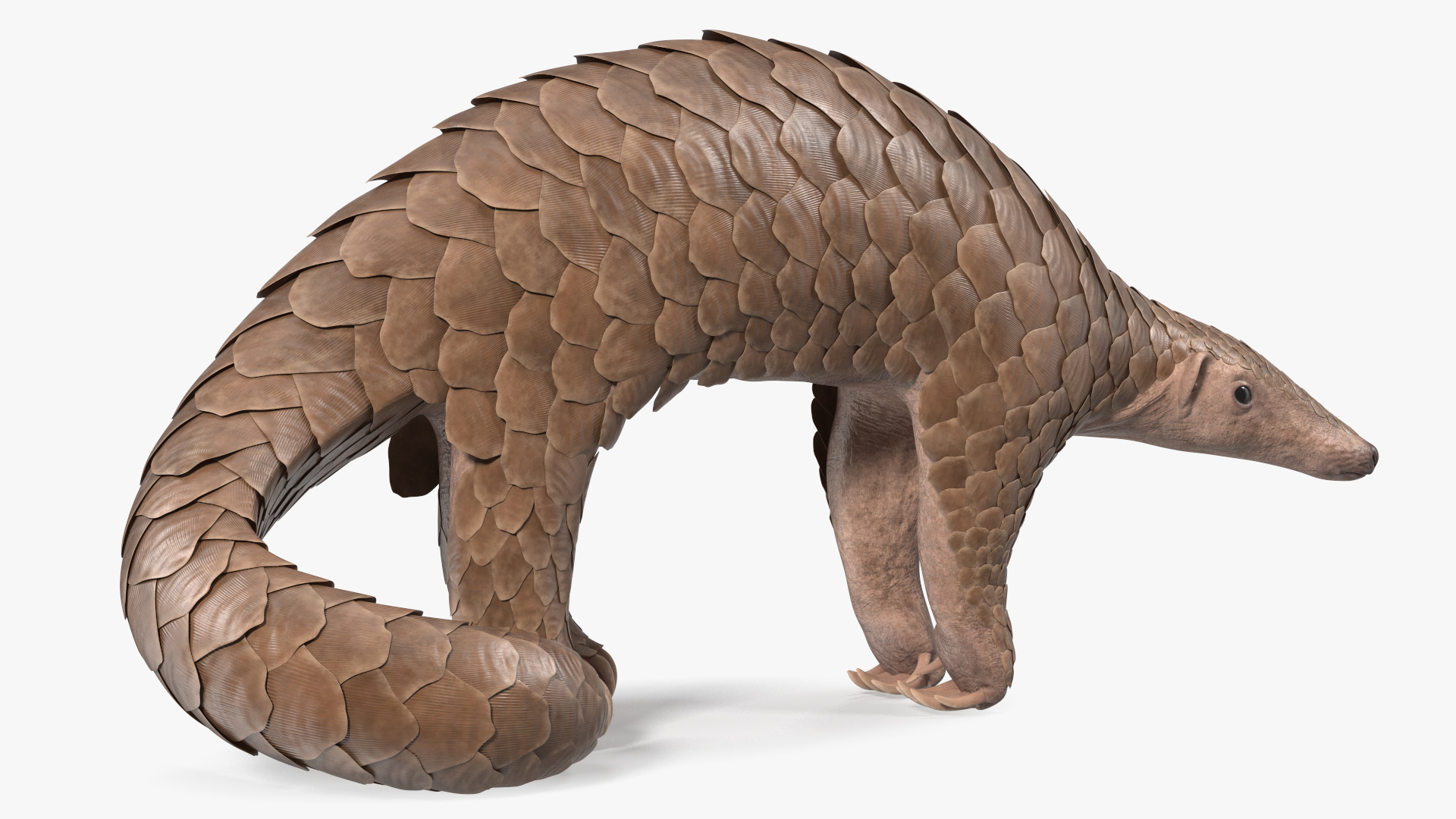 3D model Pangolin Rigged