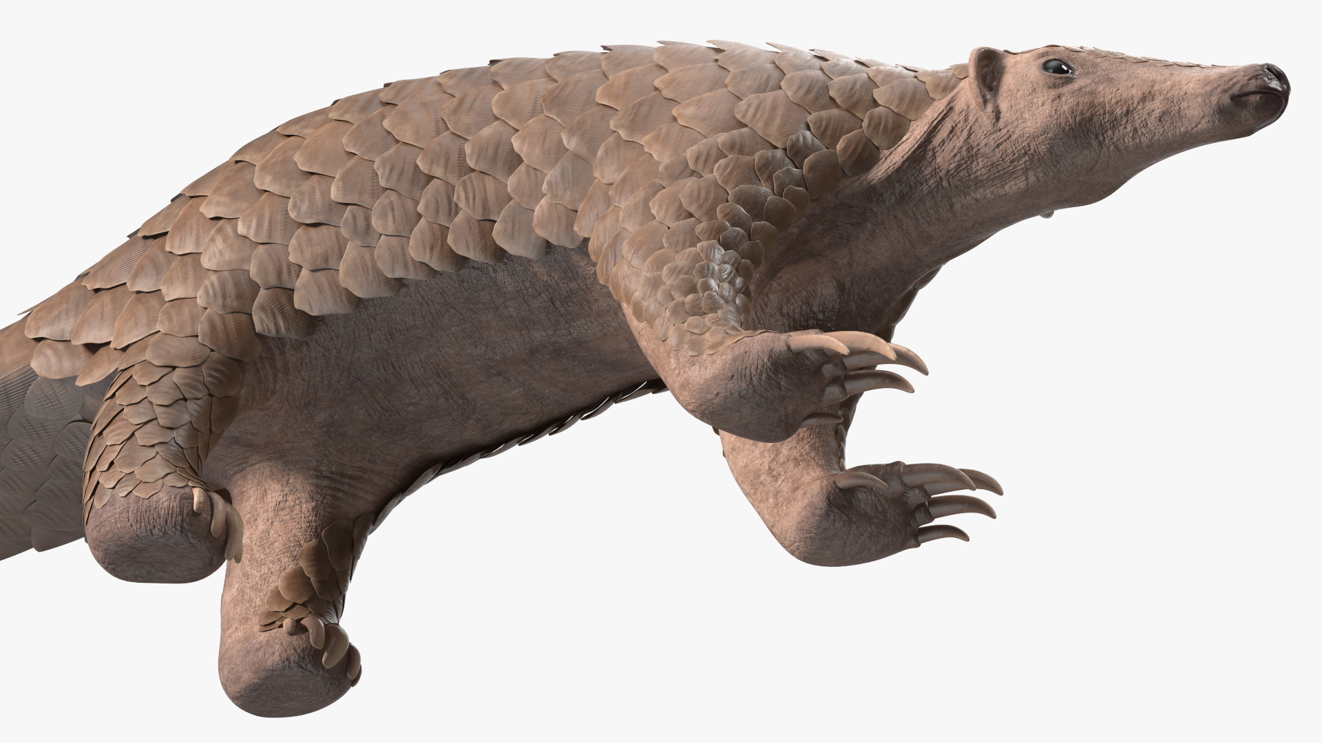 3D model Pangolin Rigged