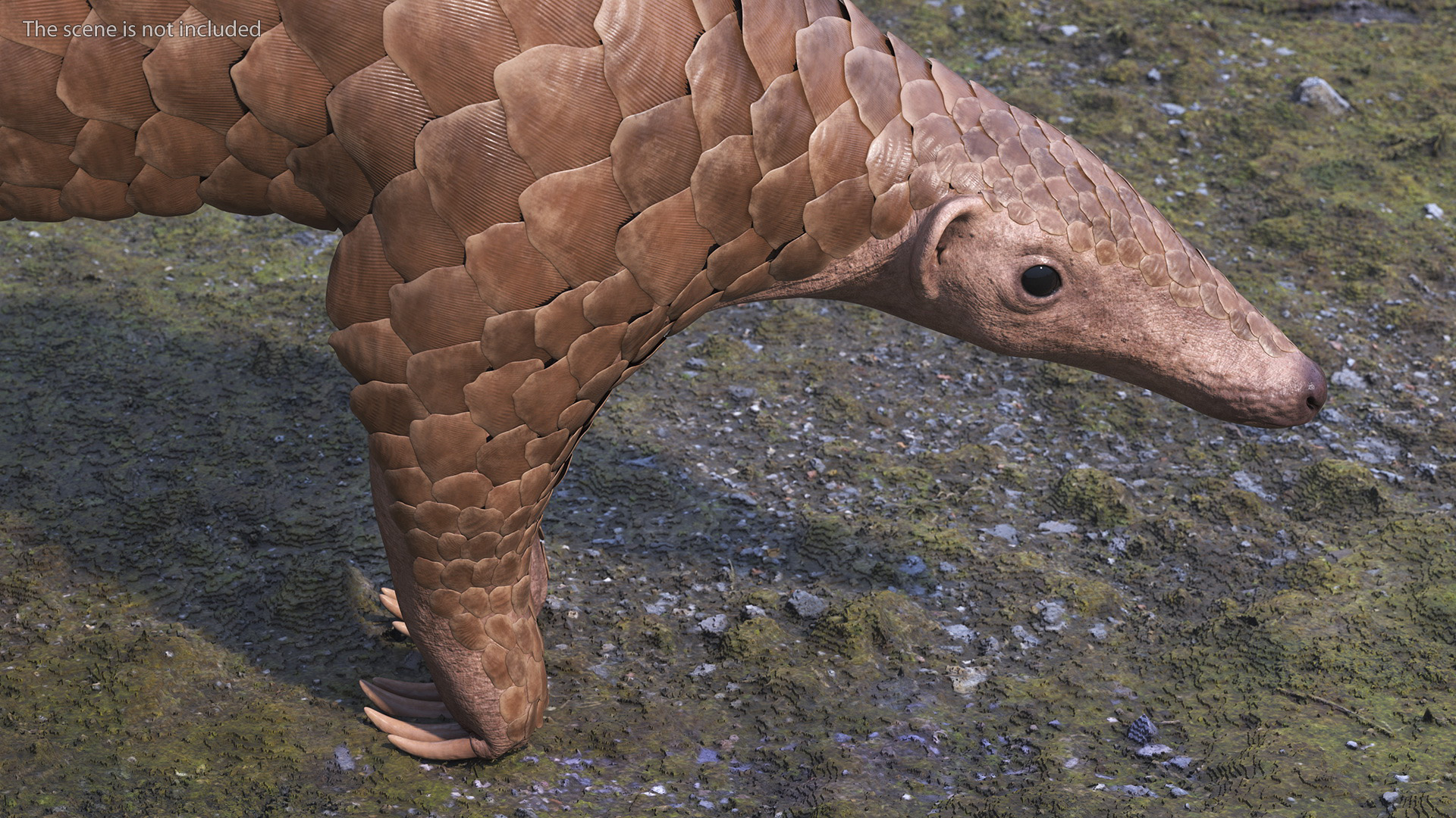 3D model Pangolin Rigged