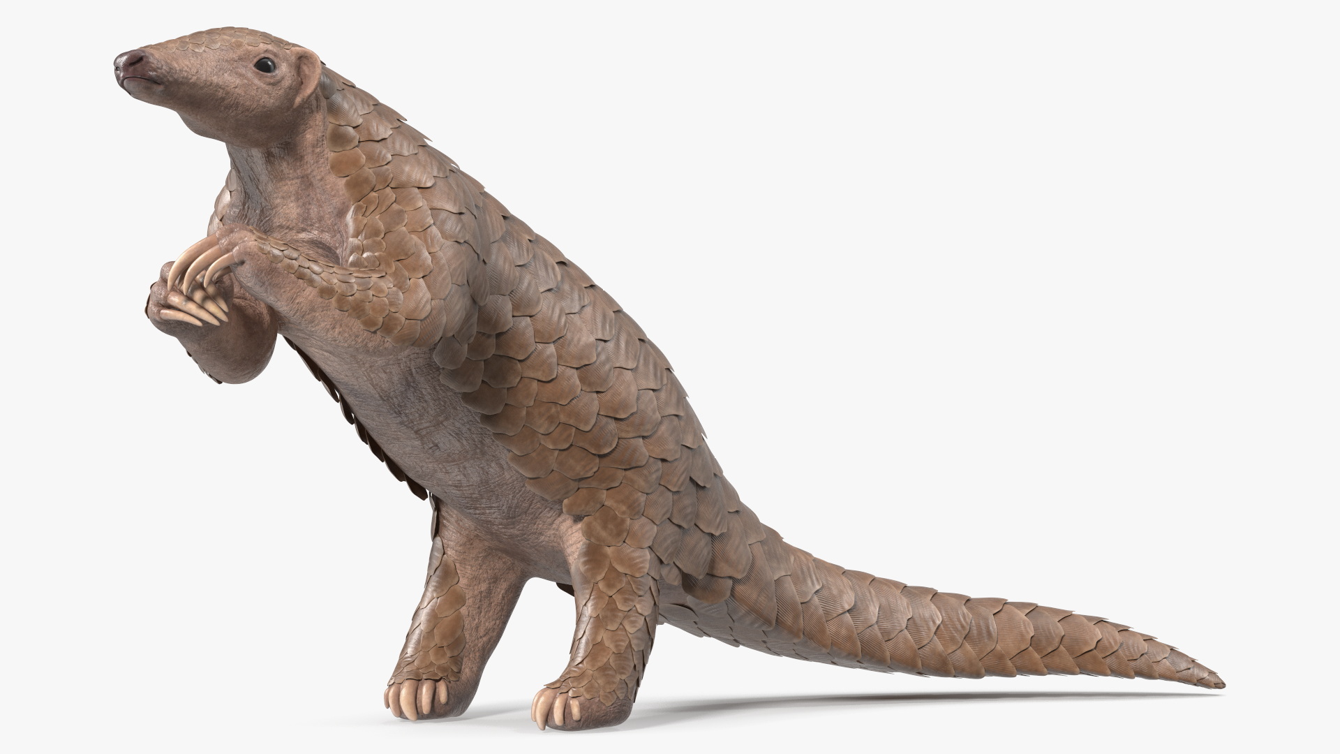 3D model Pangolin Rigged