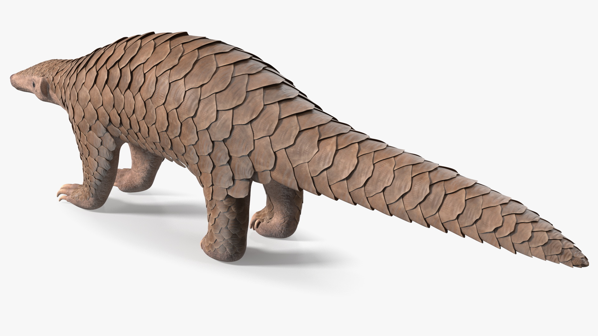 3D model Pangolin Rigged
