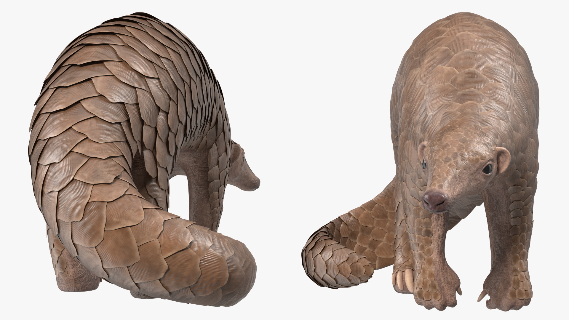 3D model Pangolin Rigged