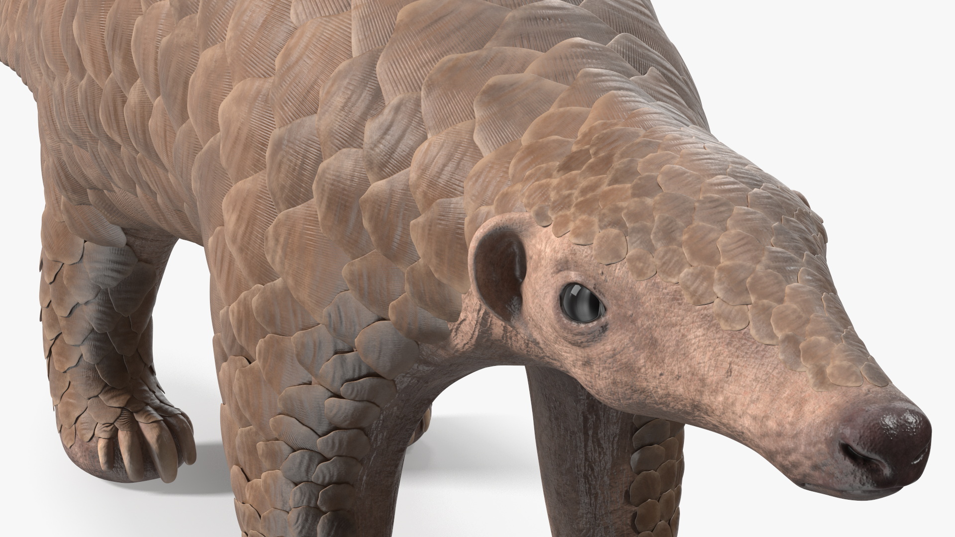 3D model Pangolin Rigged