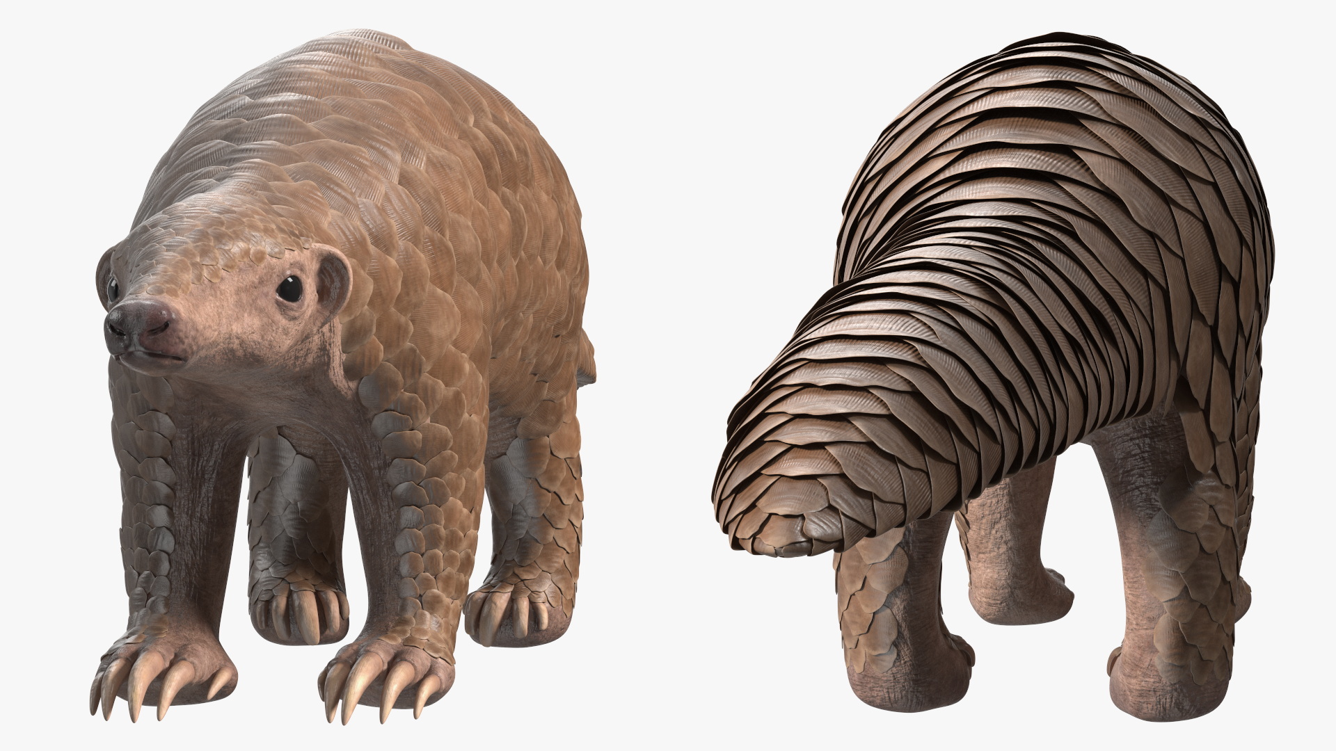 3D model Pangolin Rigged
