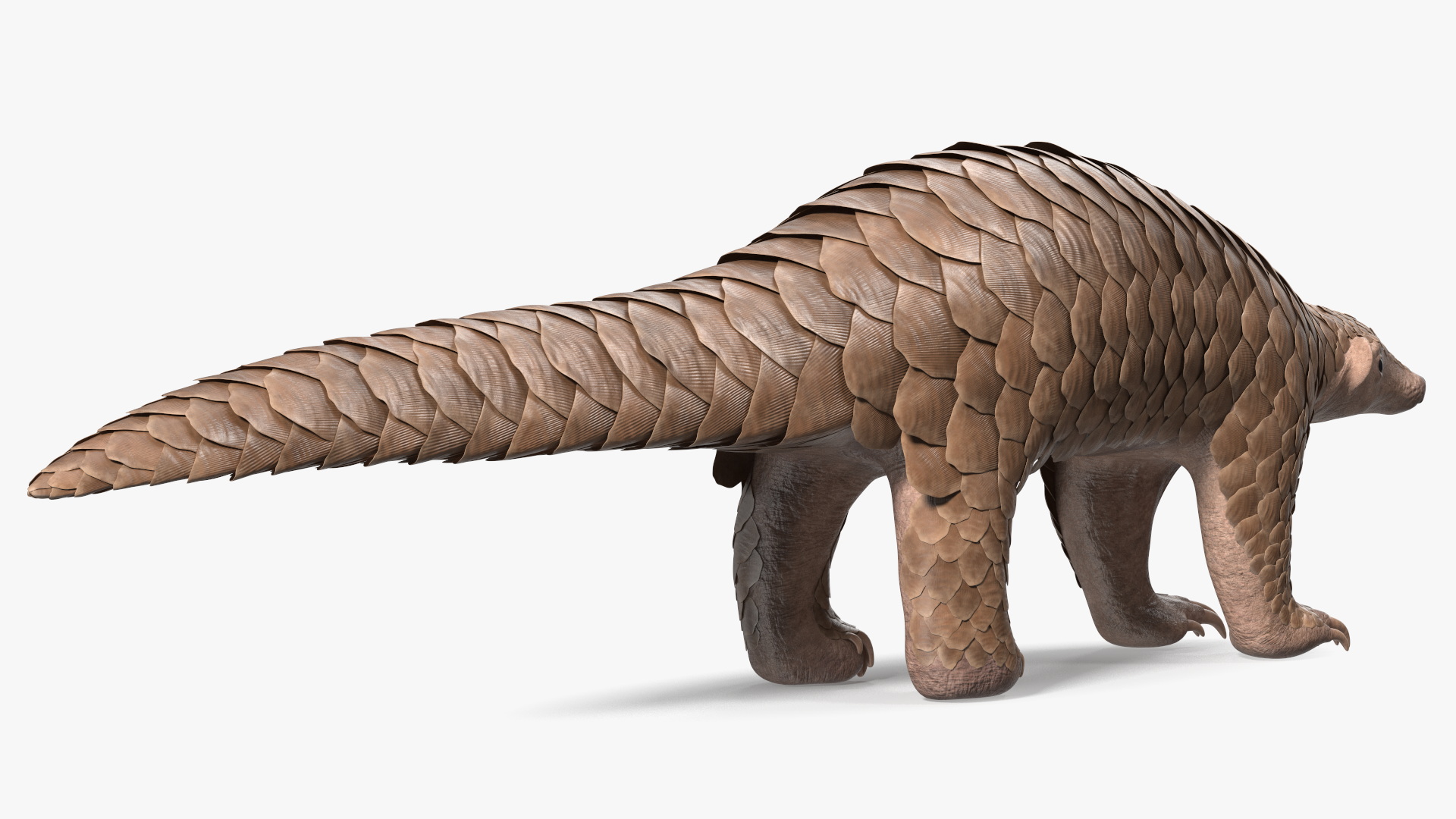3D model Pangolin Rigged