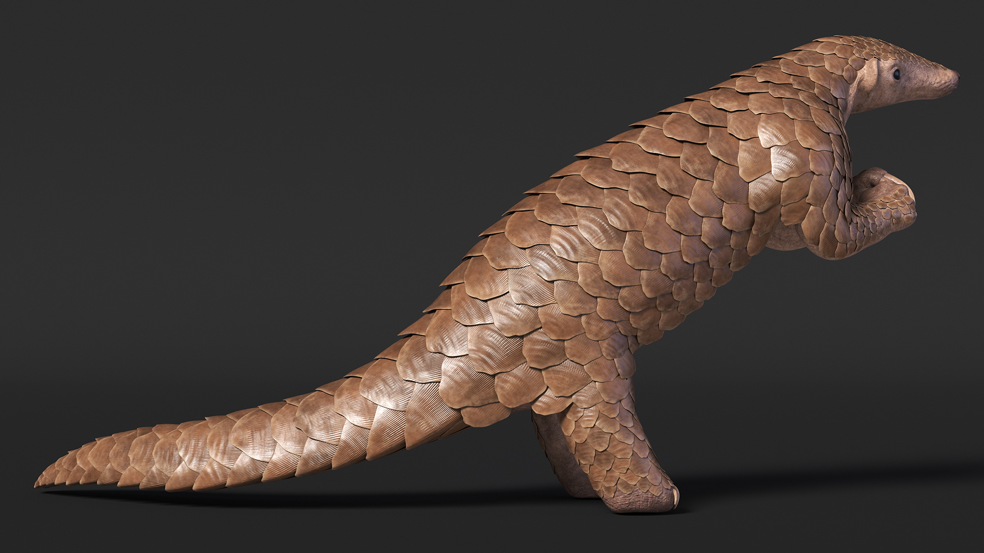 3D model Pangolin Rigged