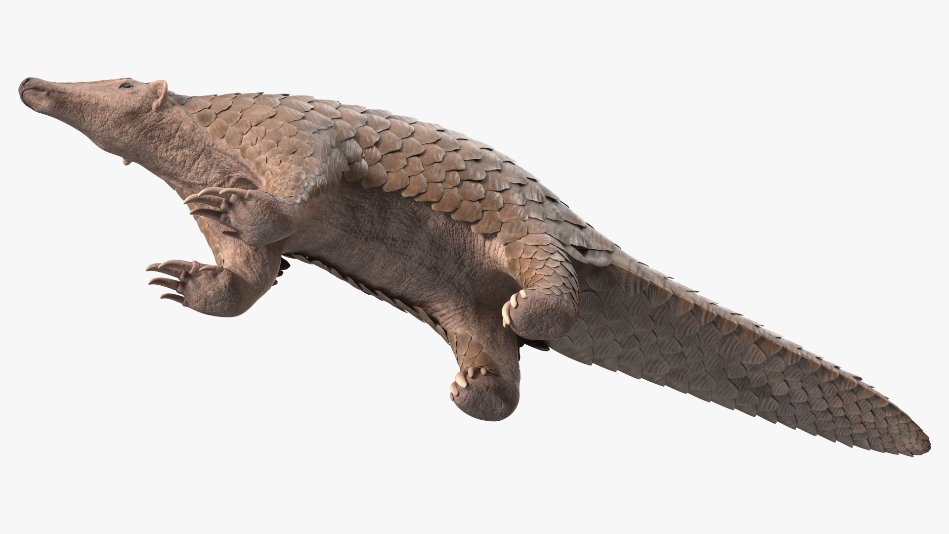 3D model Pangolin Rigged