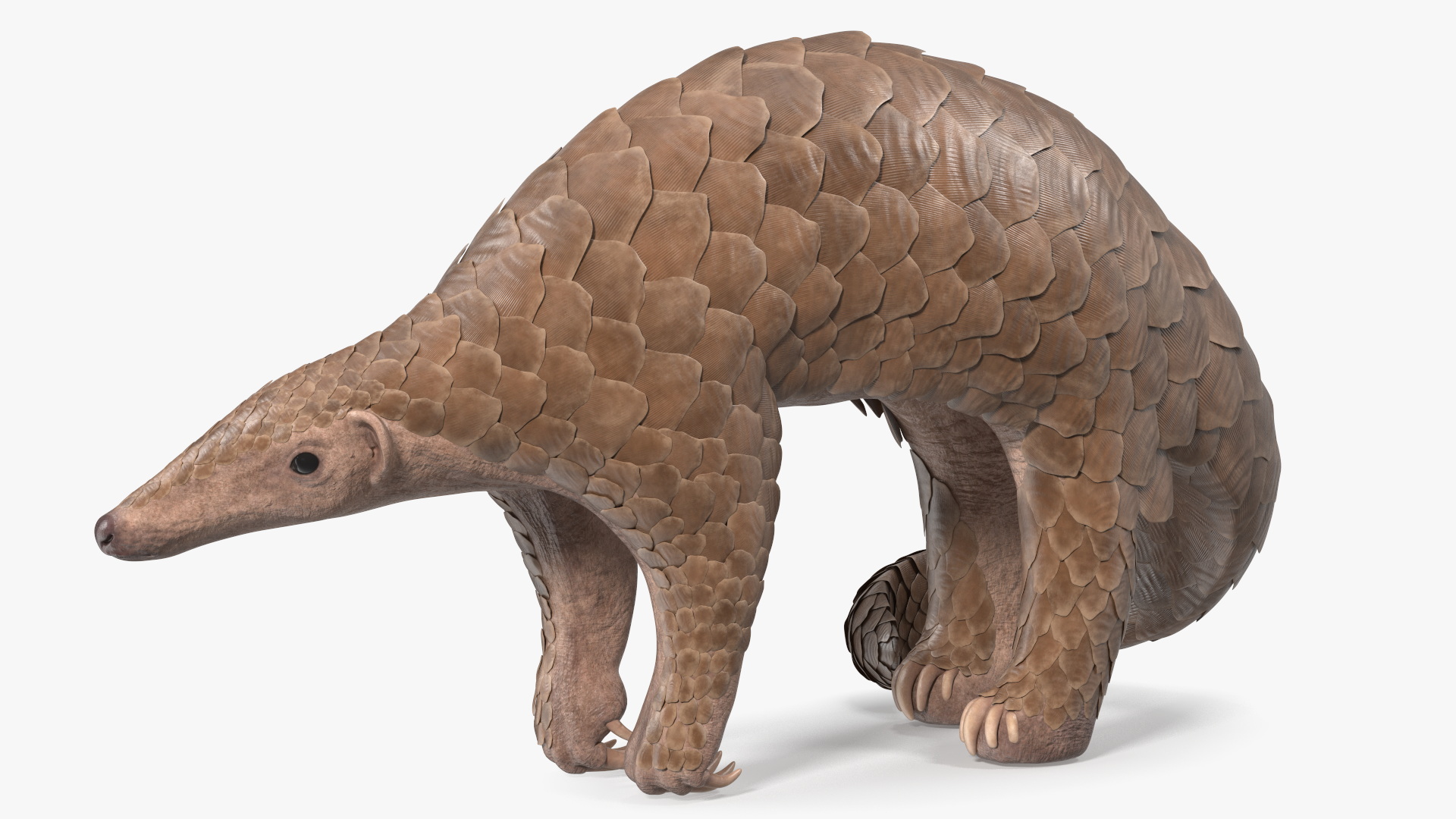3D model Pangolin Rigged